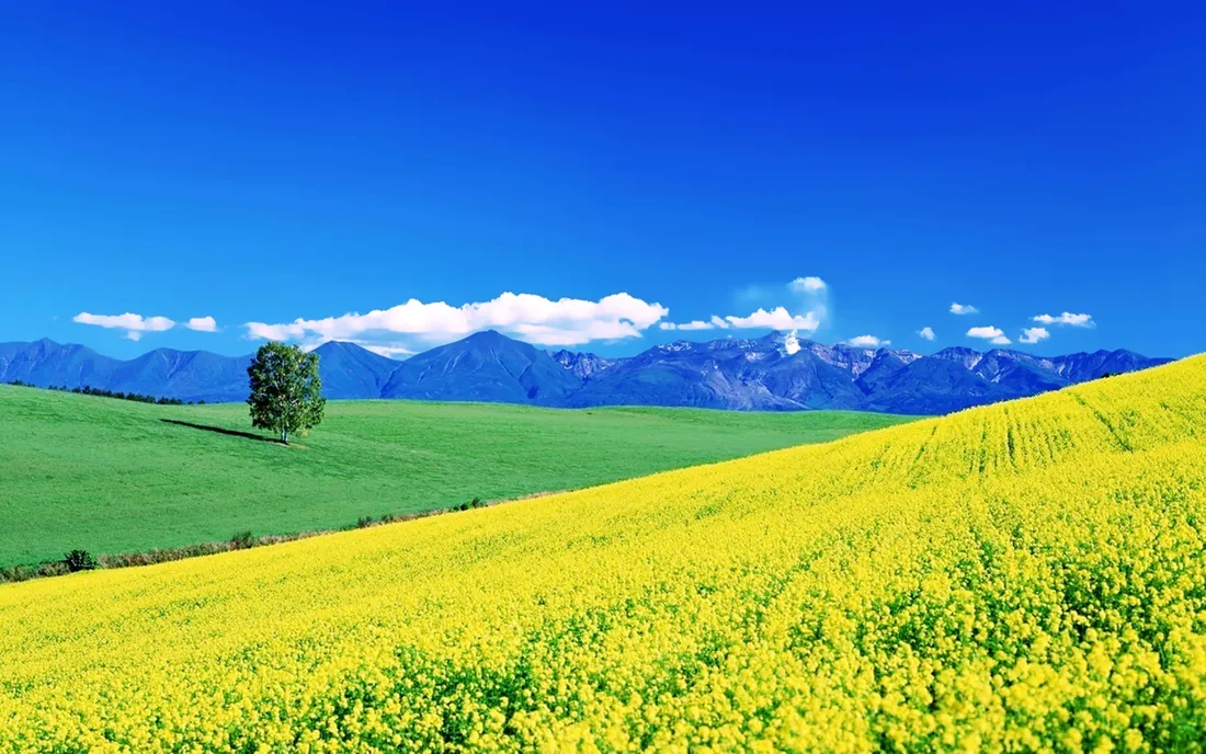 Spring Grass