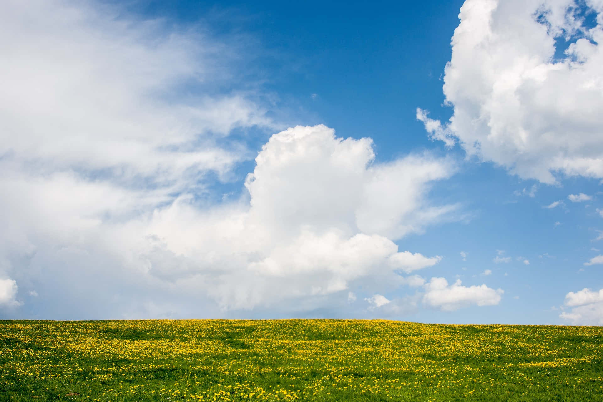 Spring Grass, vibrant green hill, yellow wildflowers, Full HD Desktop Wallpaper