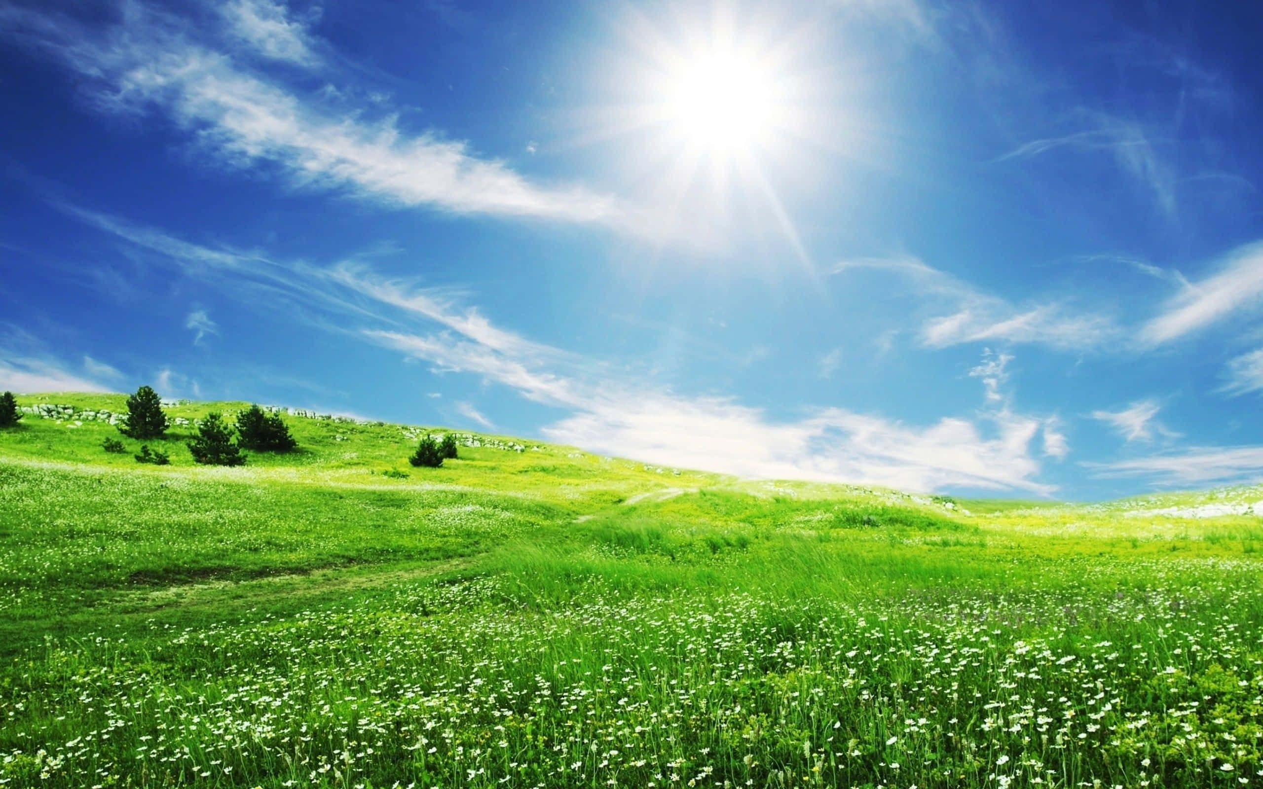 Spring Grass, vibrant green, rolling hills, 2K Desktop Wallpaper