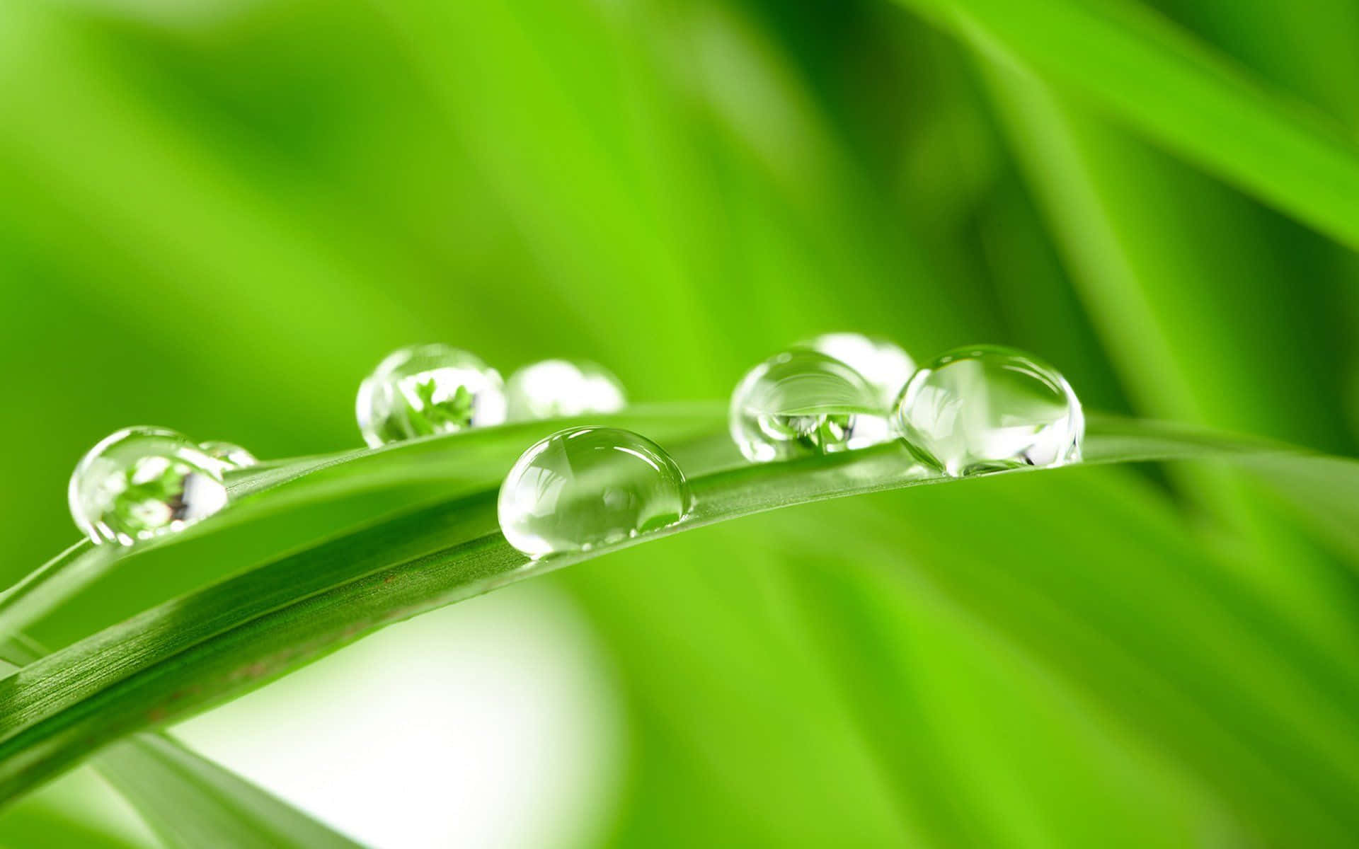 Spring Grass, vibrant green grass, dewdrops, Full HD Desktop Wallpaper