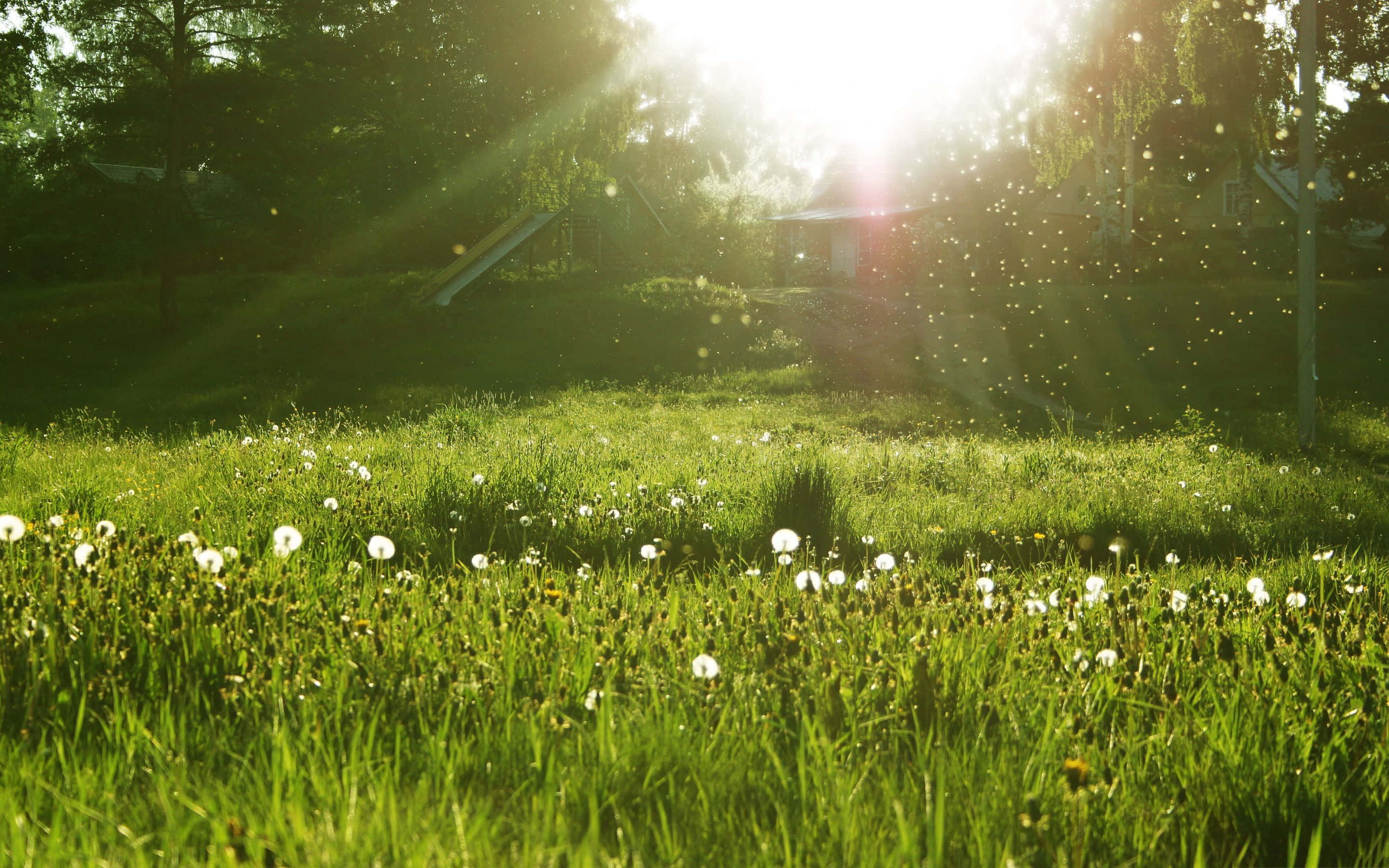 spring grass, vibrant green meadow, sunlight beams, 2K Desktop Wallpaper