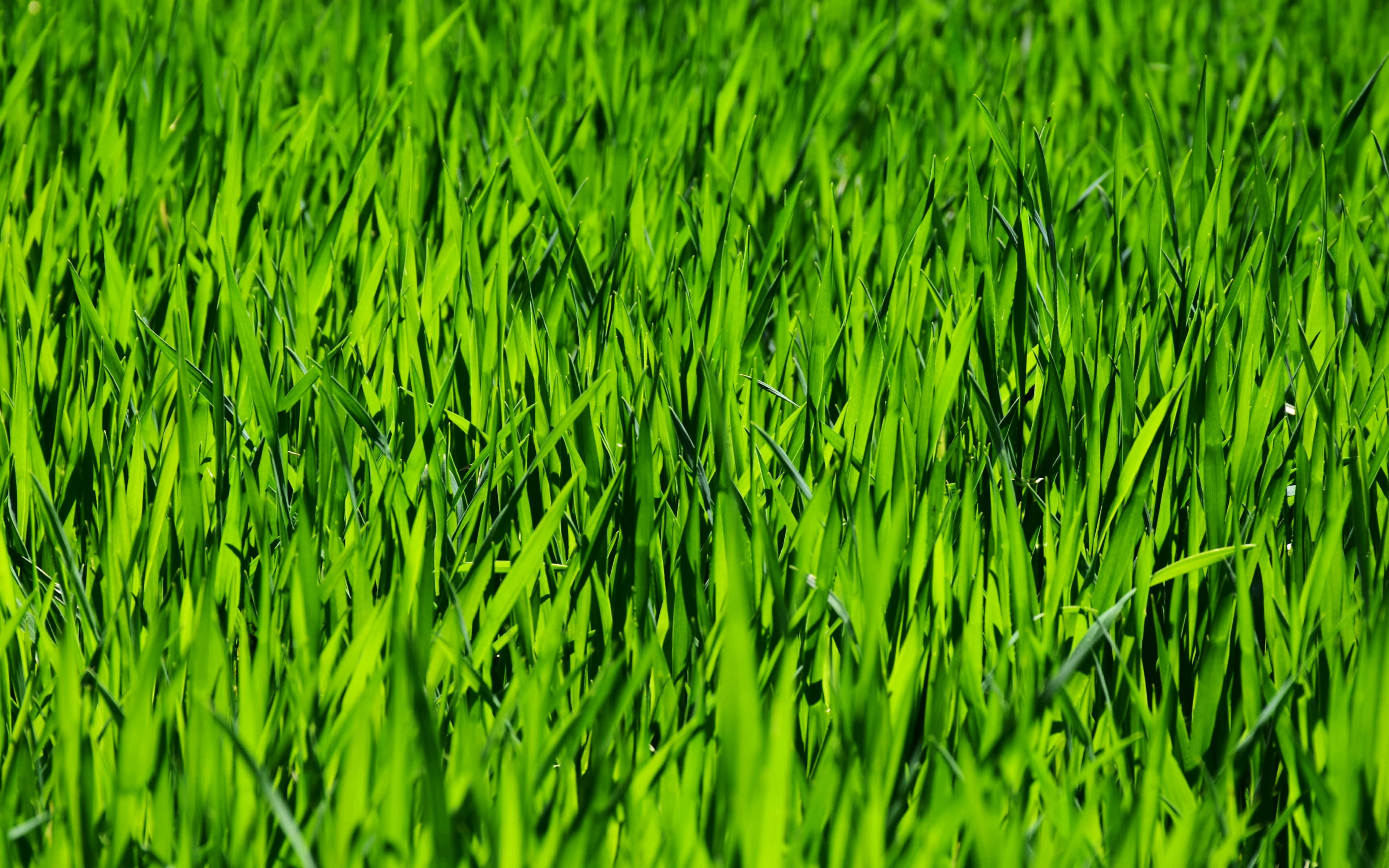 Spring Grass, 3840 x 2400, vibrant green grass, 4K Desktop Wallpaper