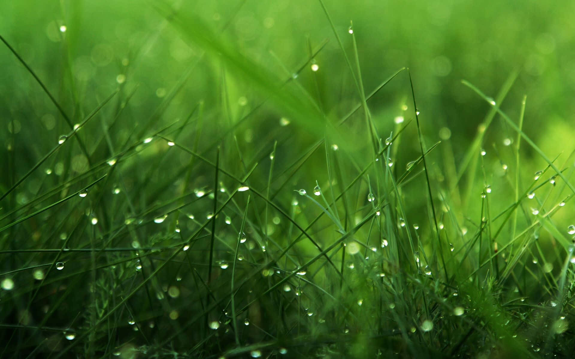 Spring Grass, 1920 x 1200, fresh green grass, Full HD Desktop Wallpaper