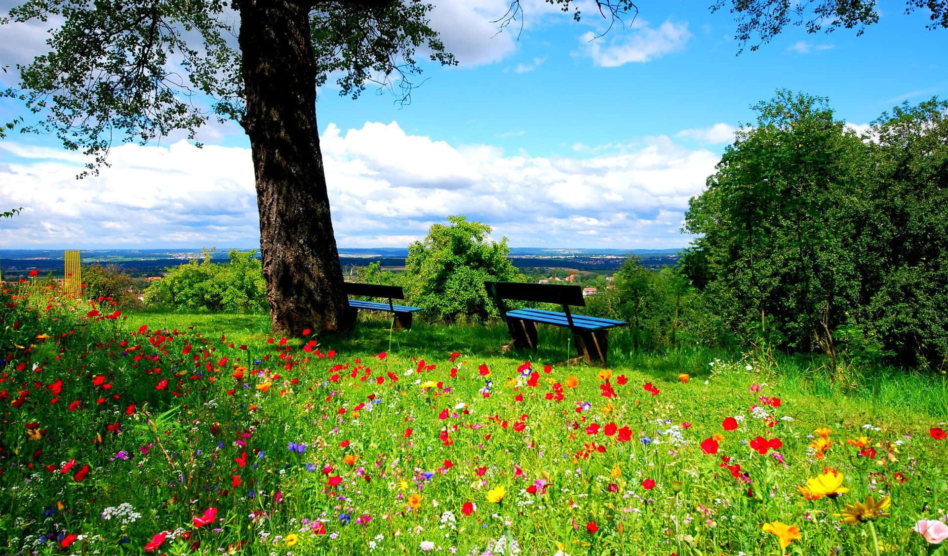 Spring Grass, 1920 x 1126, vibrant meadow, Full HD Desktop Wallpaper