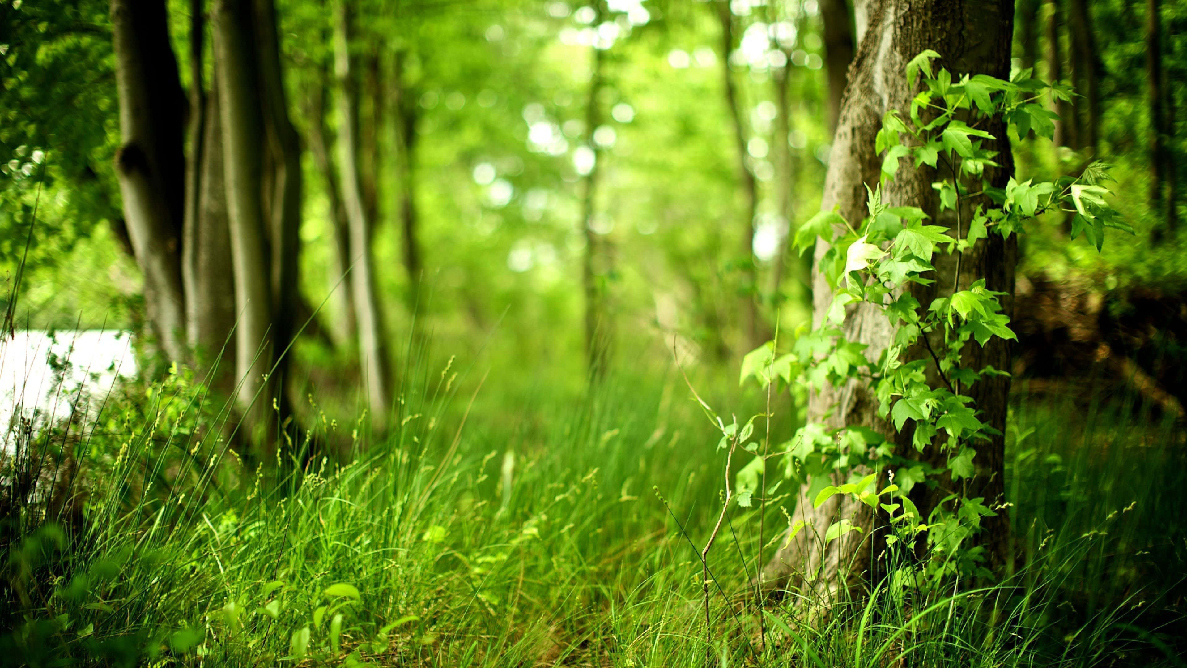 Spring Grass, 3840 x 2160, Sunny Day, 4K Desktop Wallpaper
