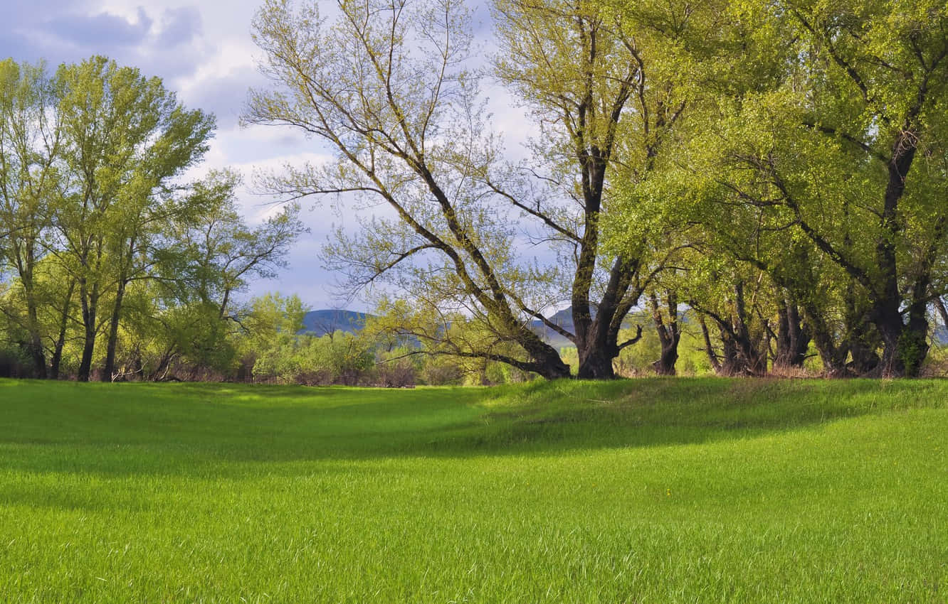Spring Grass, 1332 x 850, Lush Spring Grass Meadow, HD Desktop Wallpaper
