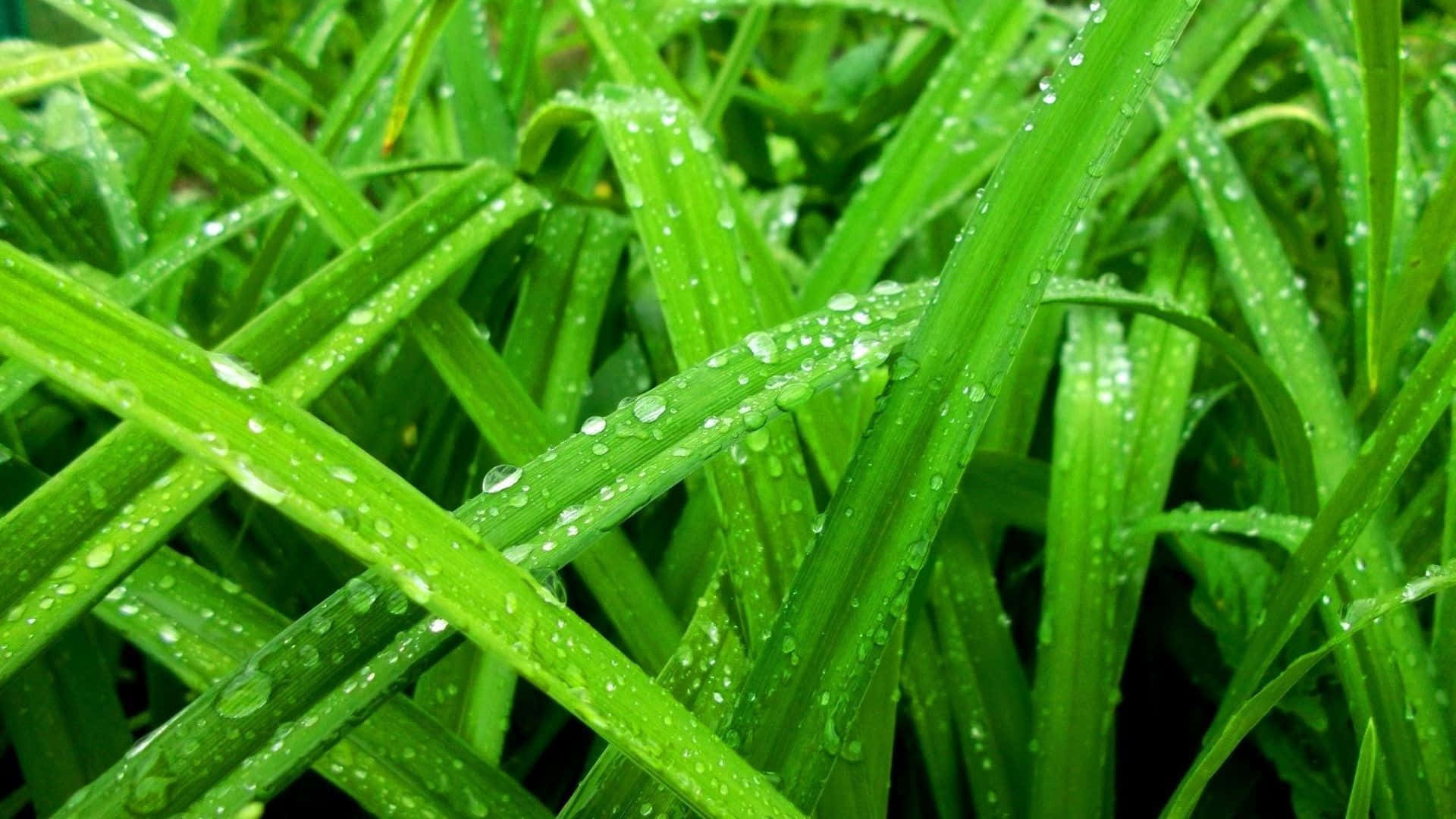 Spring Grass, 1920 x 1080, vibrant green, Full HD Desktop Wallpaper