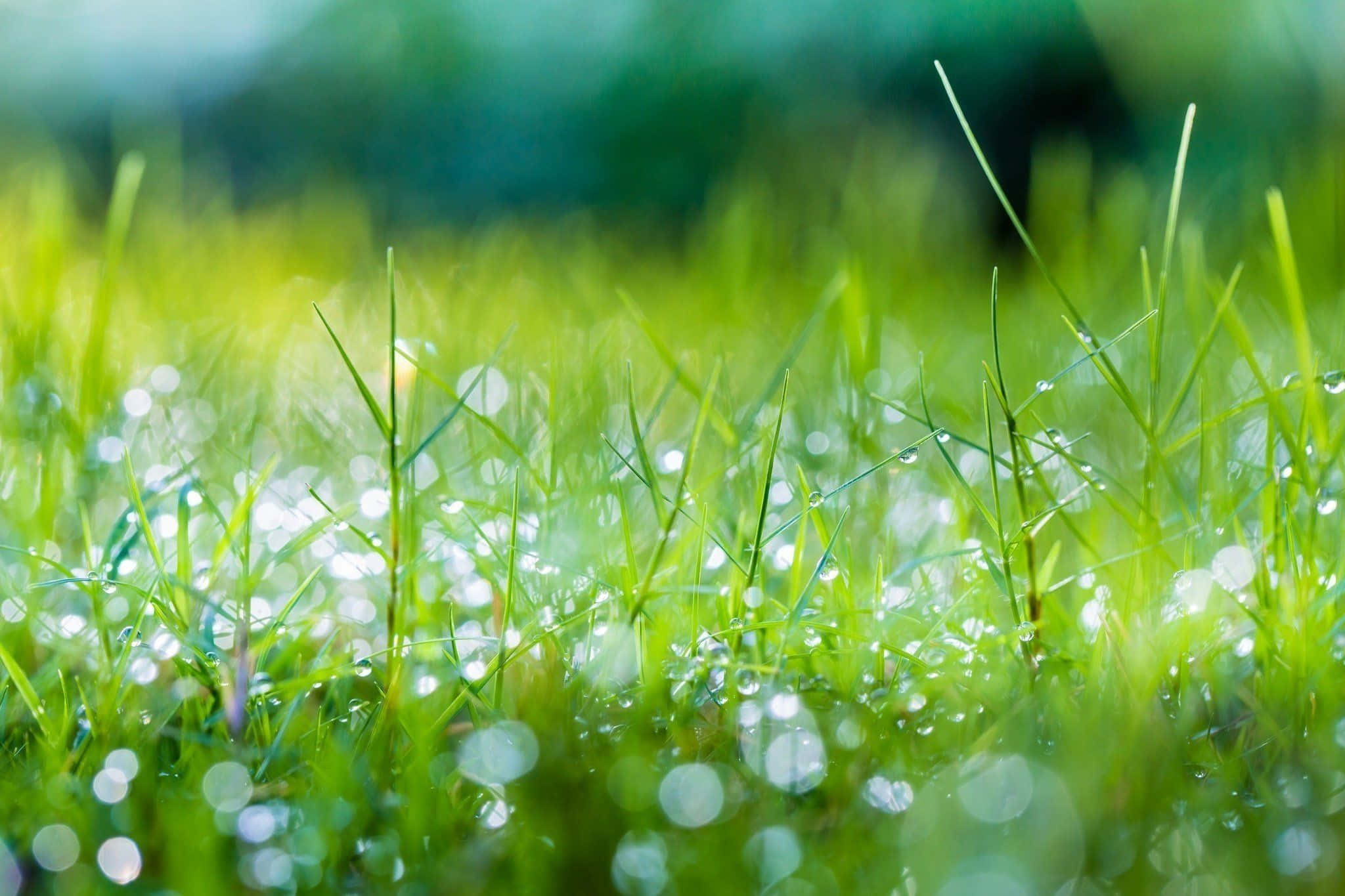 Spring Grass, vibrant green grass, dew drops, Full HD Desktop Wallpaper