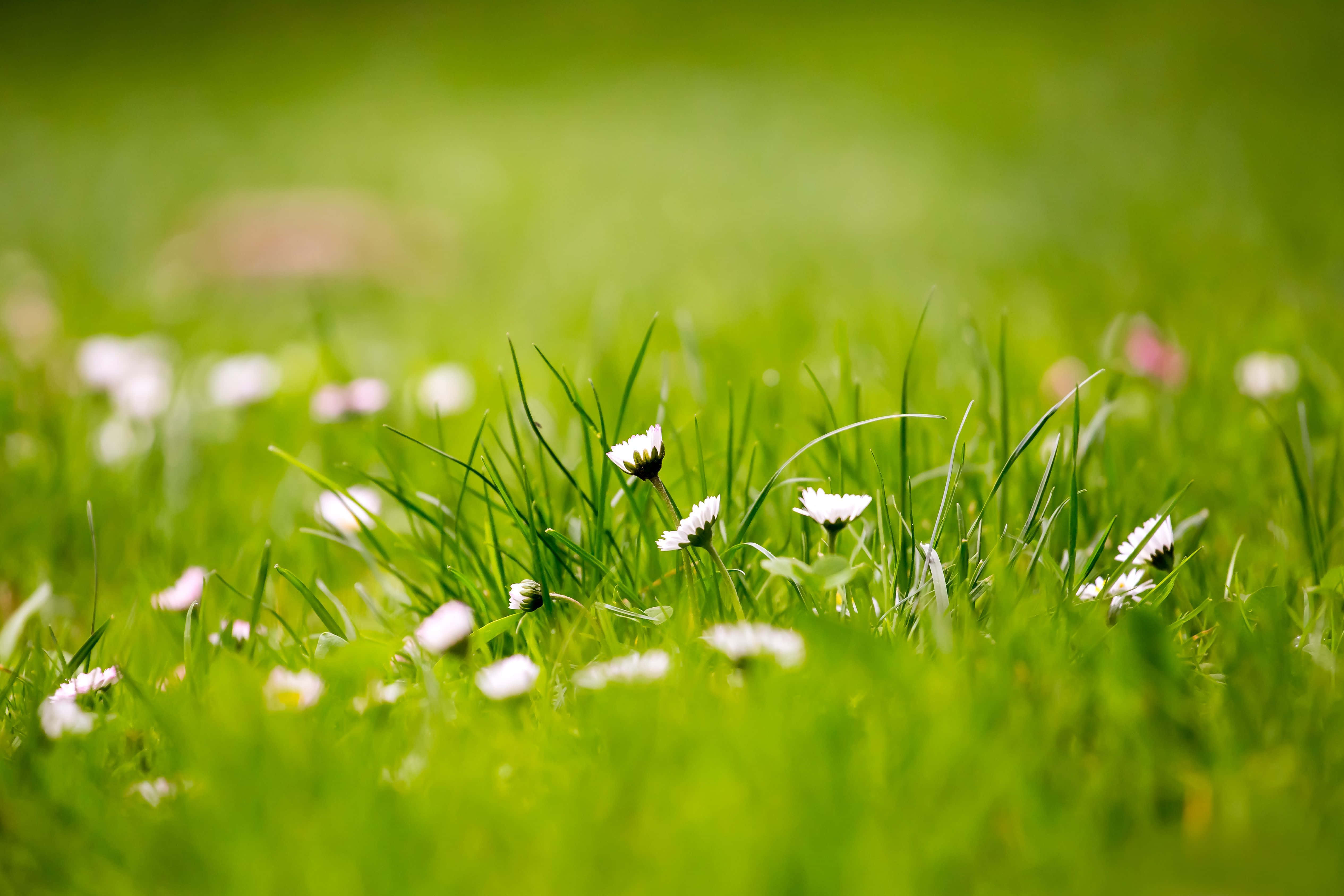 spring grass, 5061 x 3374, vibrant green grass, 4K Desktop Wallpaper