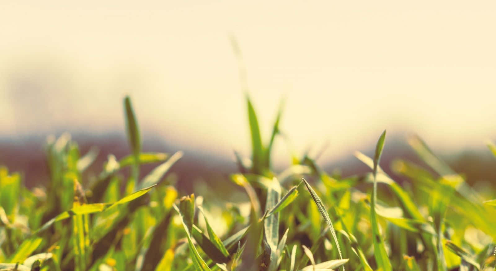 Spring Grass, vibrant green grass, sunlit, HD Desktop Wallpaper