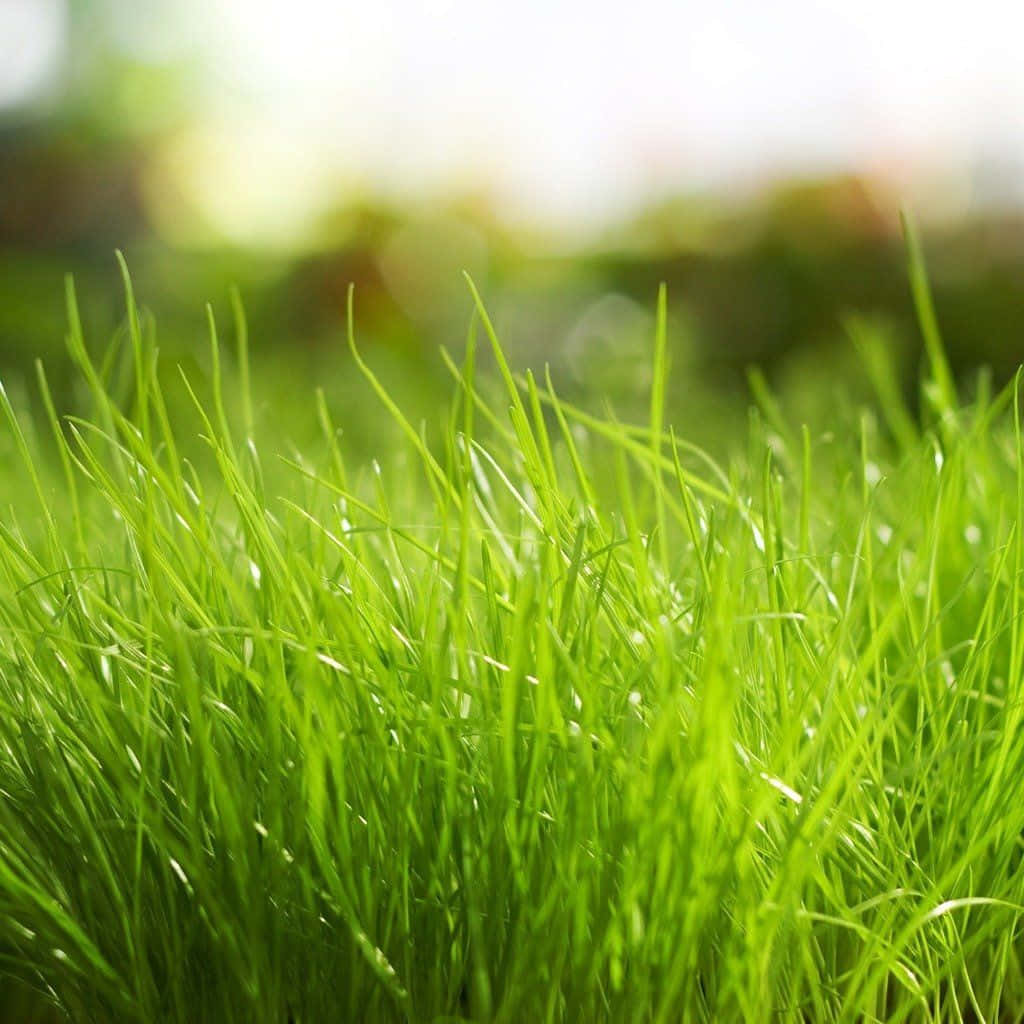Spring Grass, 1024 x 1024, vibrant green grass, SD Desktop Wallpaper