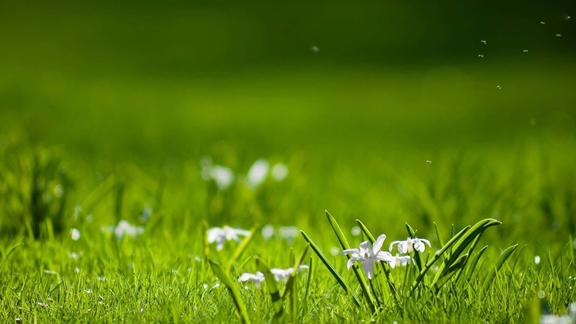 Spring Grass, vibrant green grass, delicate white flowers, Full HD Desktop Wallpaper
