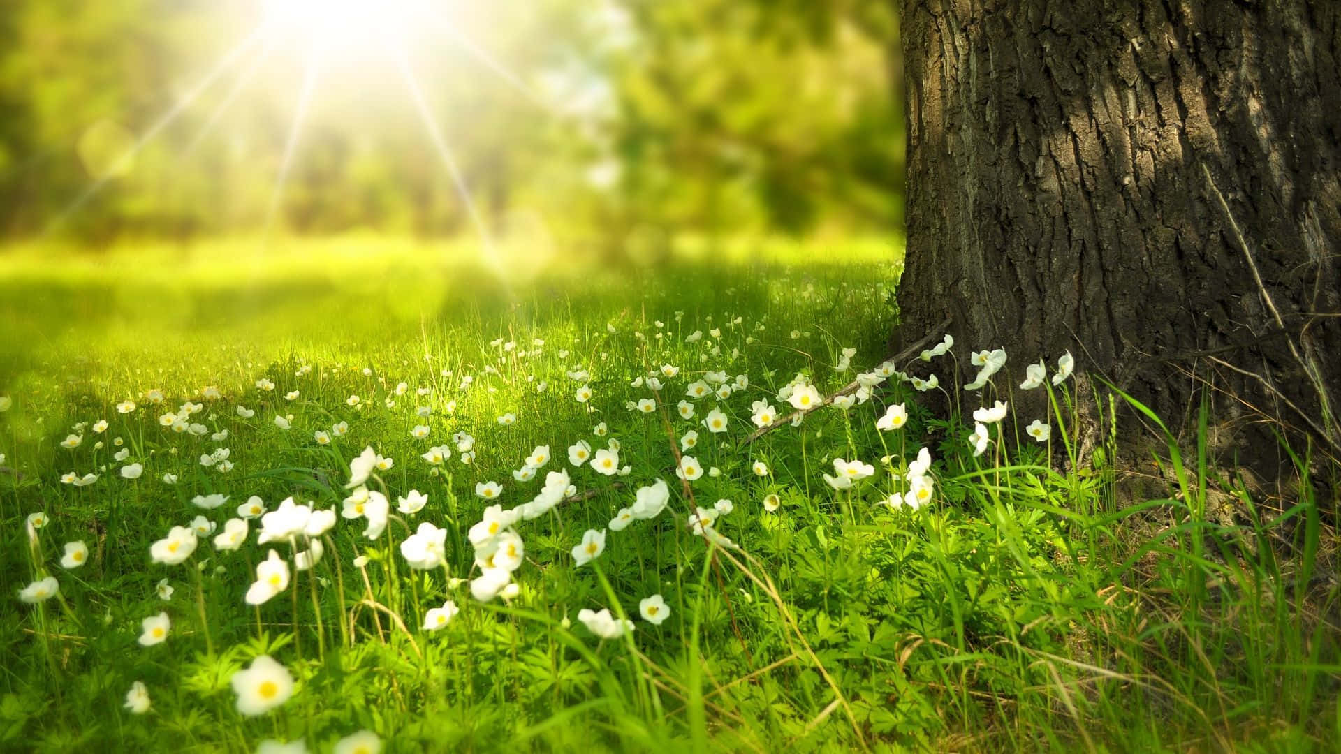 Spring Grass, lush green meadow, delicate white flowers, Full HD Desktop Wallpaper