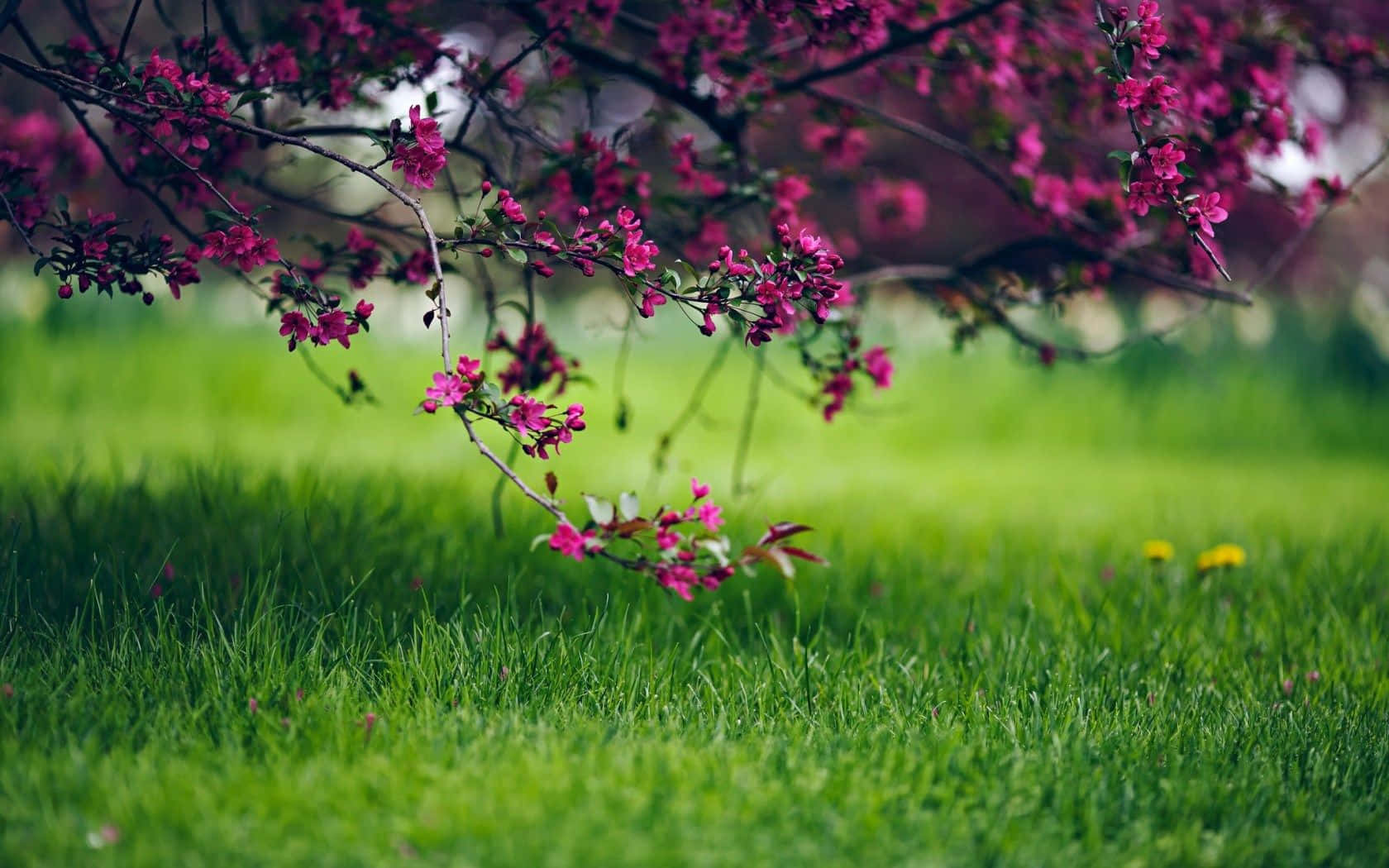 spring grass, 1680 x 1050, pink cherry blossoms, HD Desktop Wallpaper