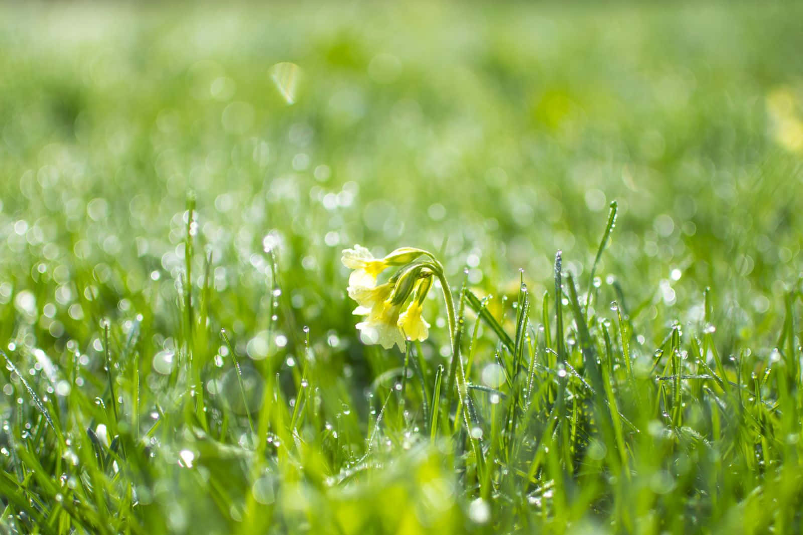 spring grass, yellow flower, dew-kissed green grass, HD Desktop Wallpaper