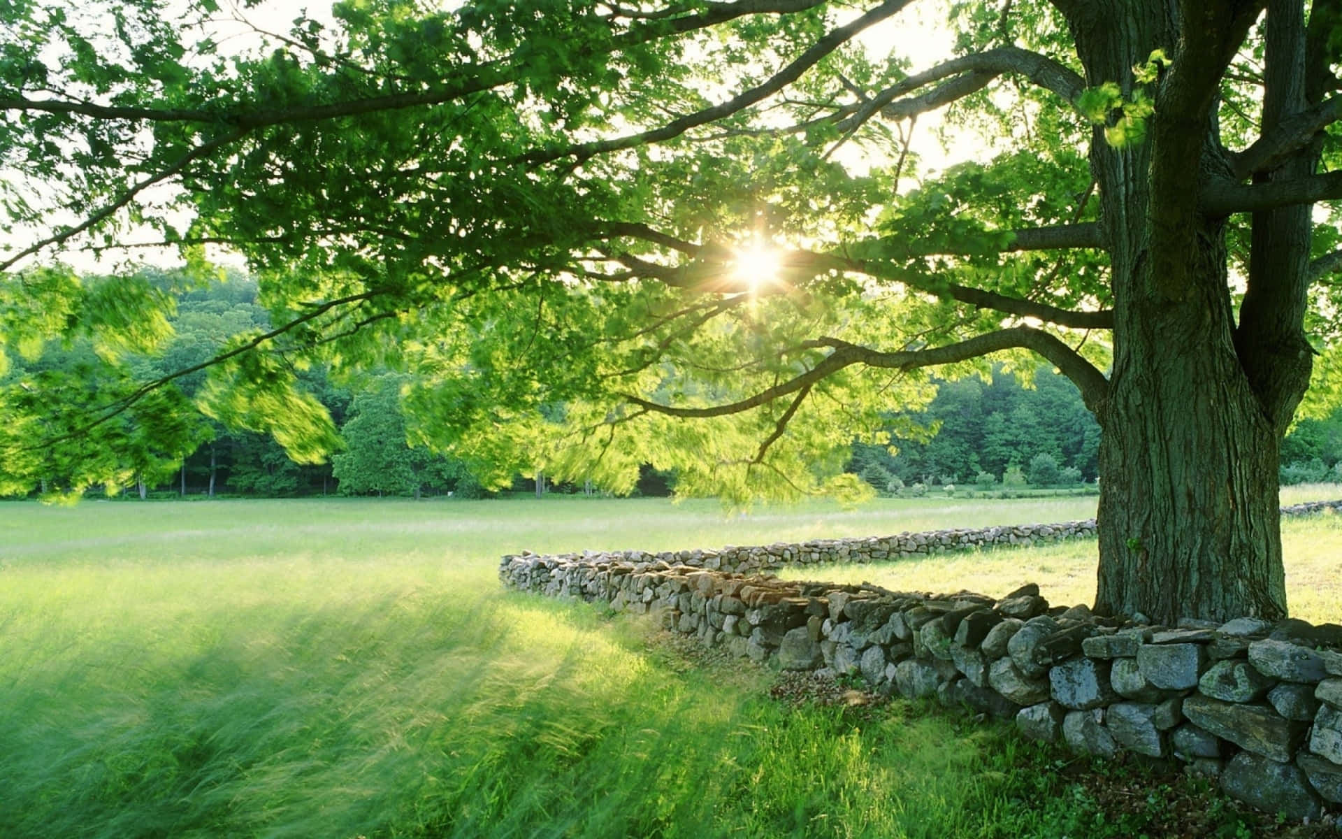 Spring Grass, lush green leaves, large tree, Full HD Desktop Wallpaper