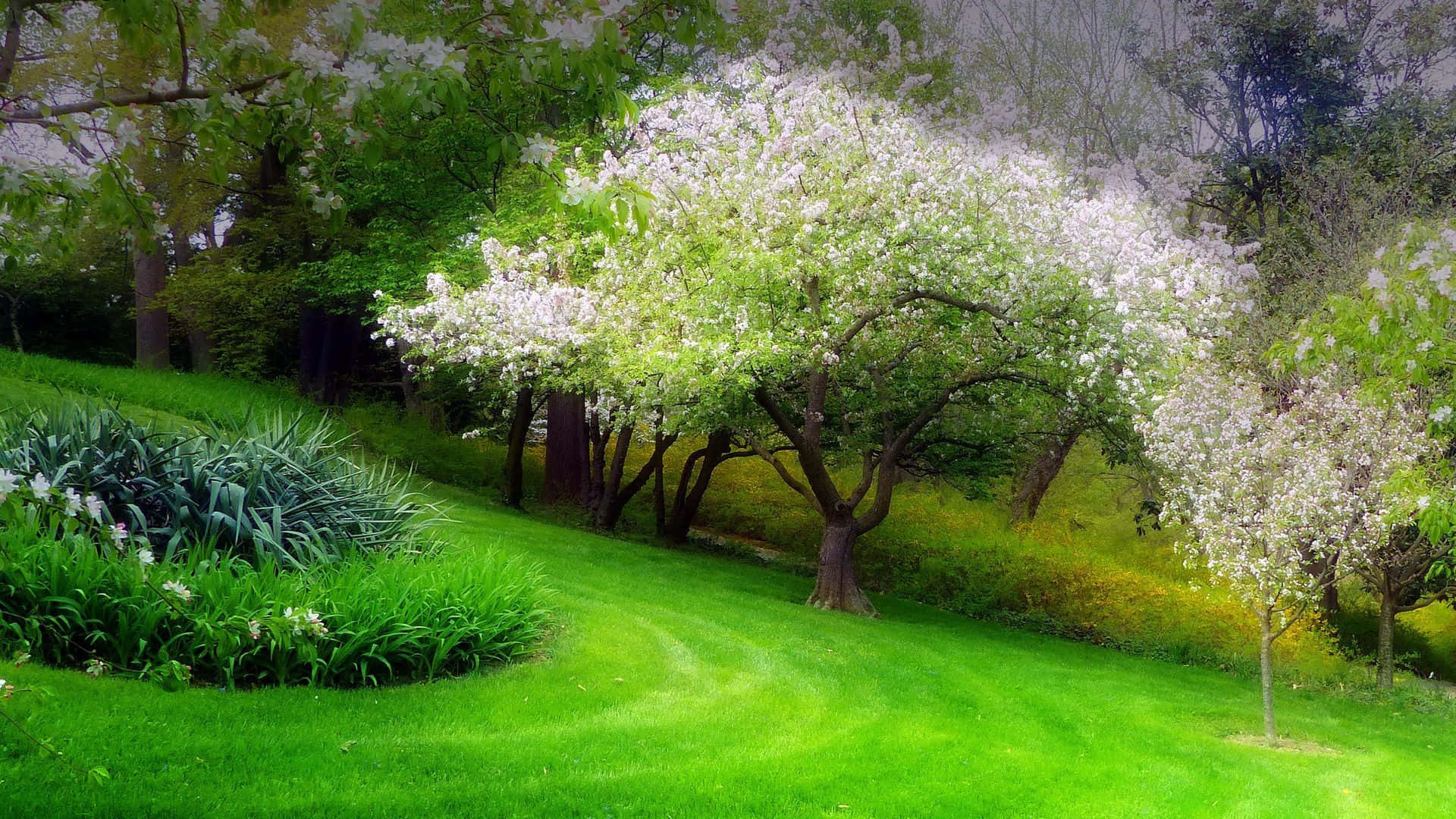 Spring Grass, vibrant green lawn, blossoming white trees, Full HD Desktop Wallpaper