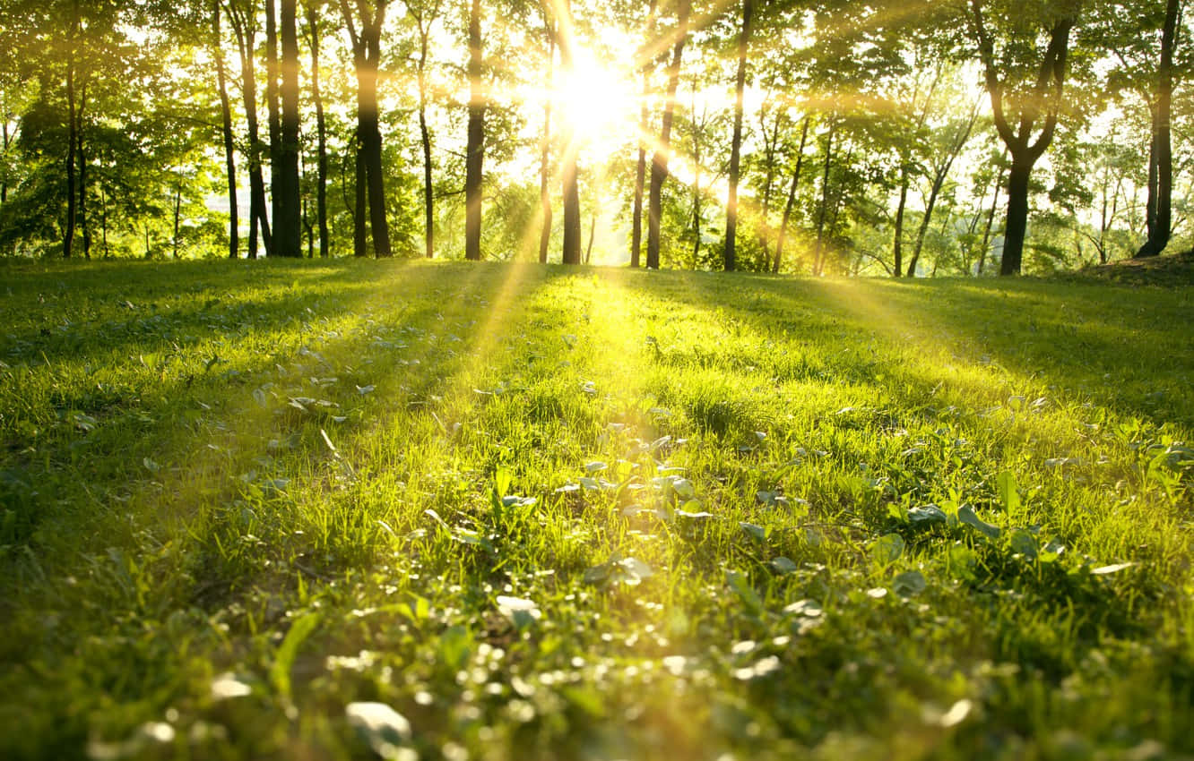 Spring Grass, vibrant green grassy field, sunlight beams, HD Desktop Wallpaper