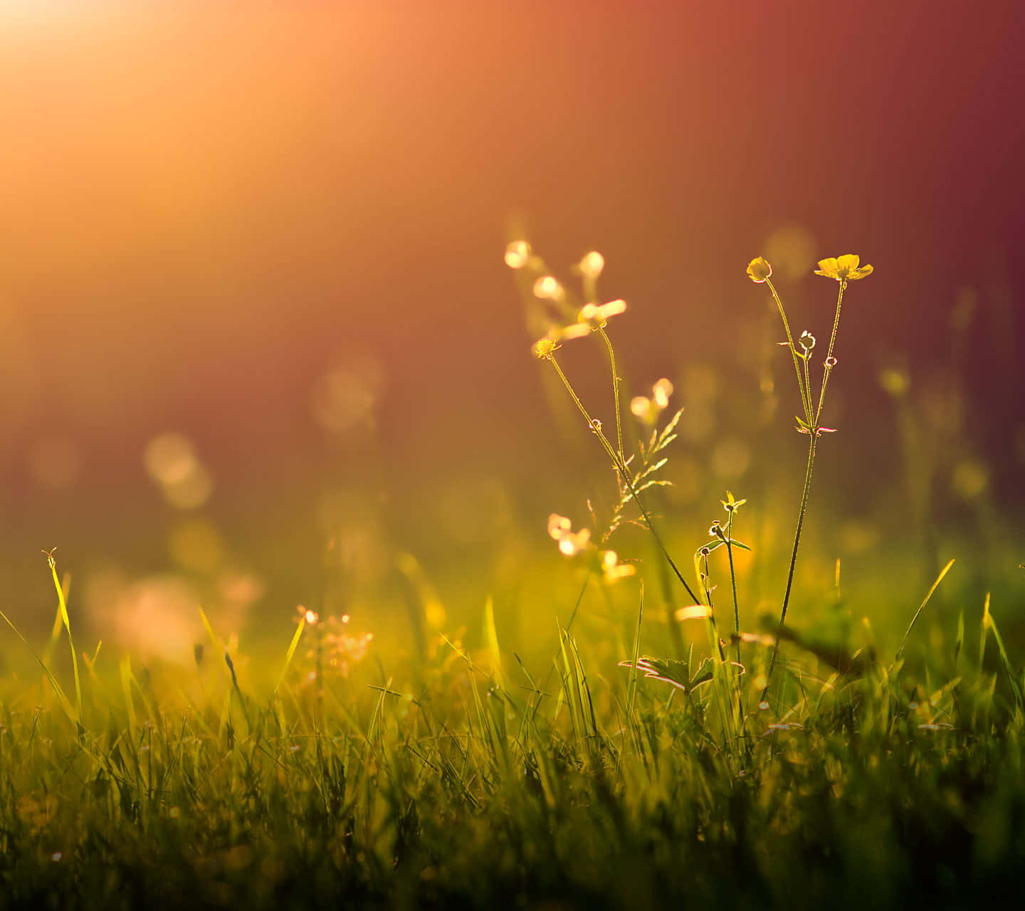 spring grass, 1440 x 1280, golden sunlight, HD Desktop Wallpaper