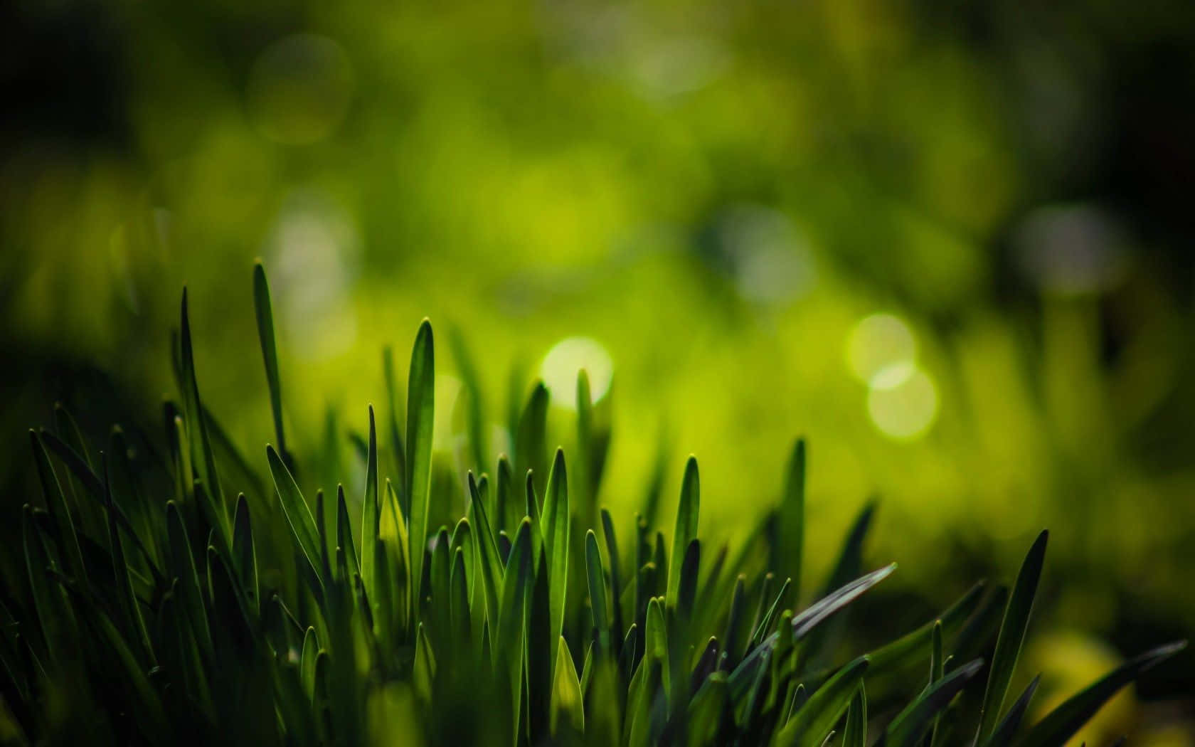 Spring Grass, 1680 x 1050, vibrant green grass, HD Desktop Wallpaper