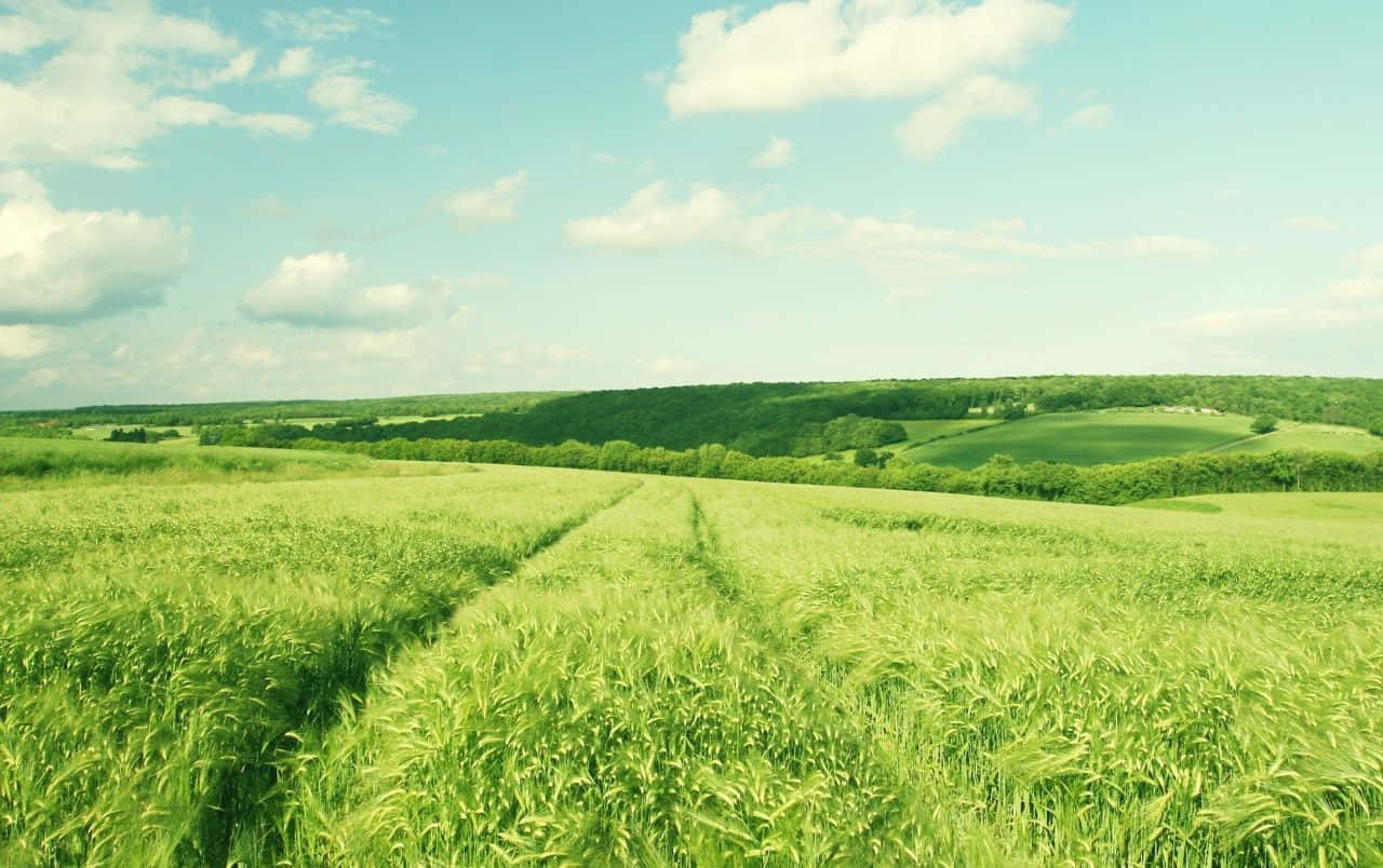 Spring Grass, winding path, vibrant green wheat field, HD Desktop Wallpaper