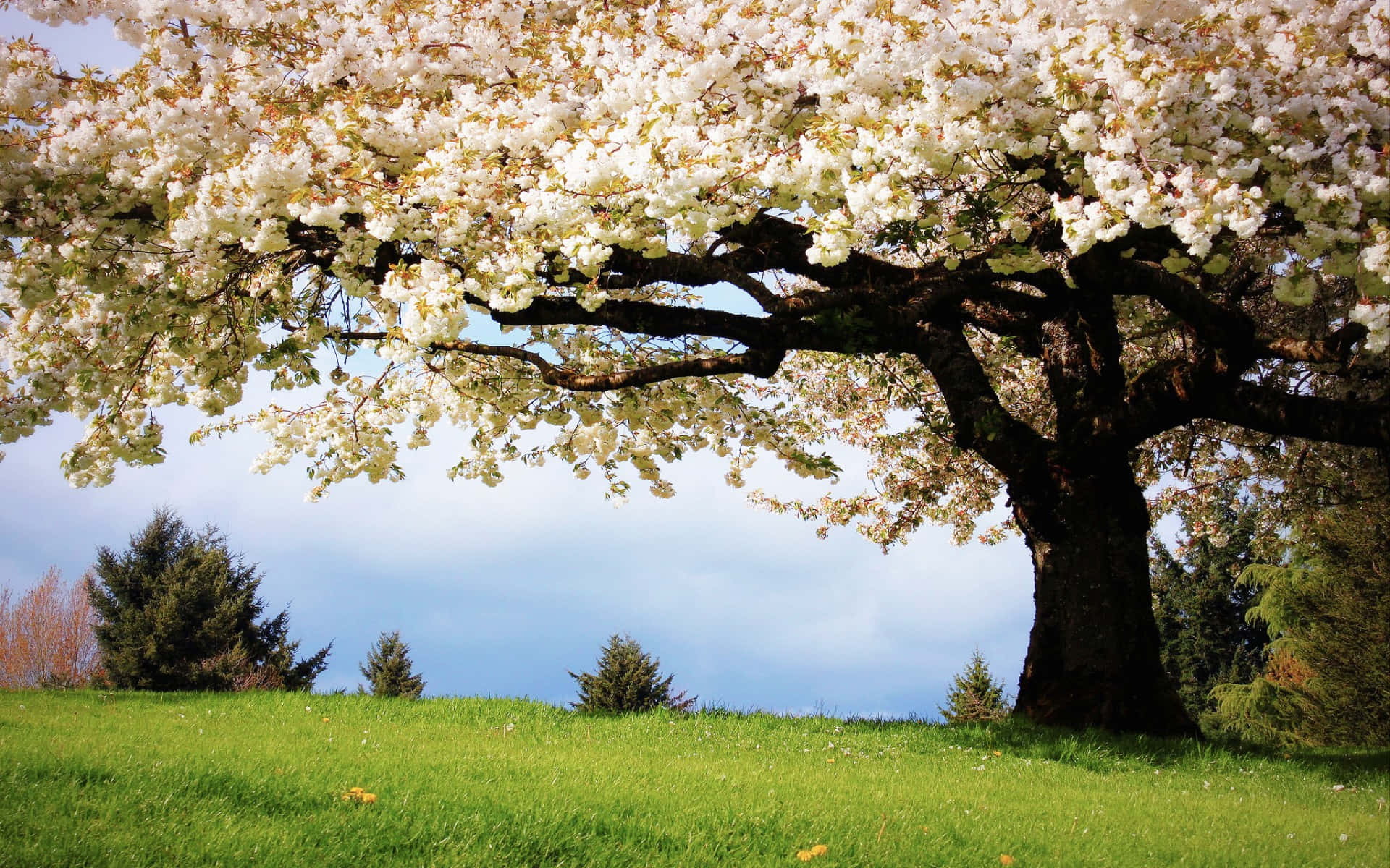 Spring Grass, cherry blossom tree, white flowers, Full HD Desktop Wallpaper