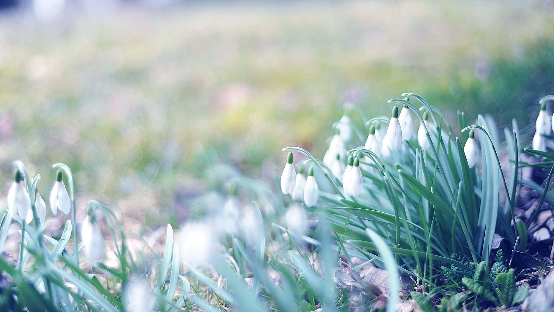 spring grass, white snowdrop flowers, green grass, Full HD Desktop Wallpaper