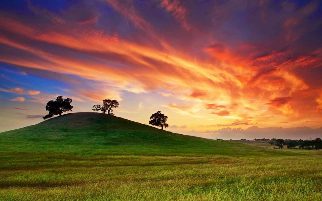 Spring Grass, sunny day, grassy hilltop, HD Desktop Wallpaper