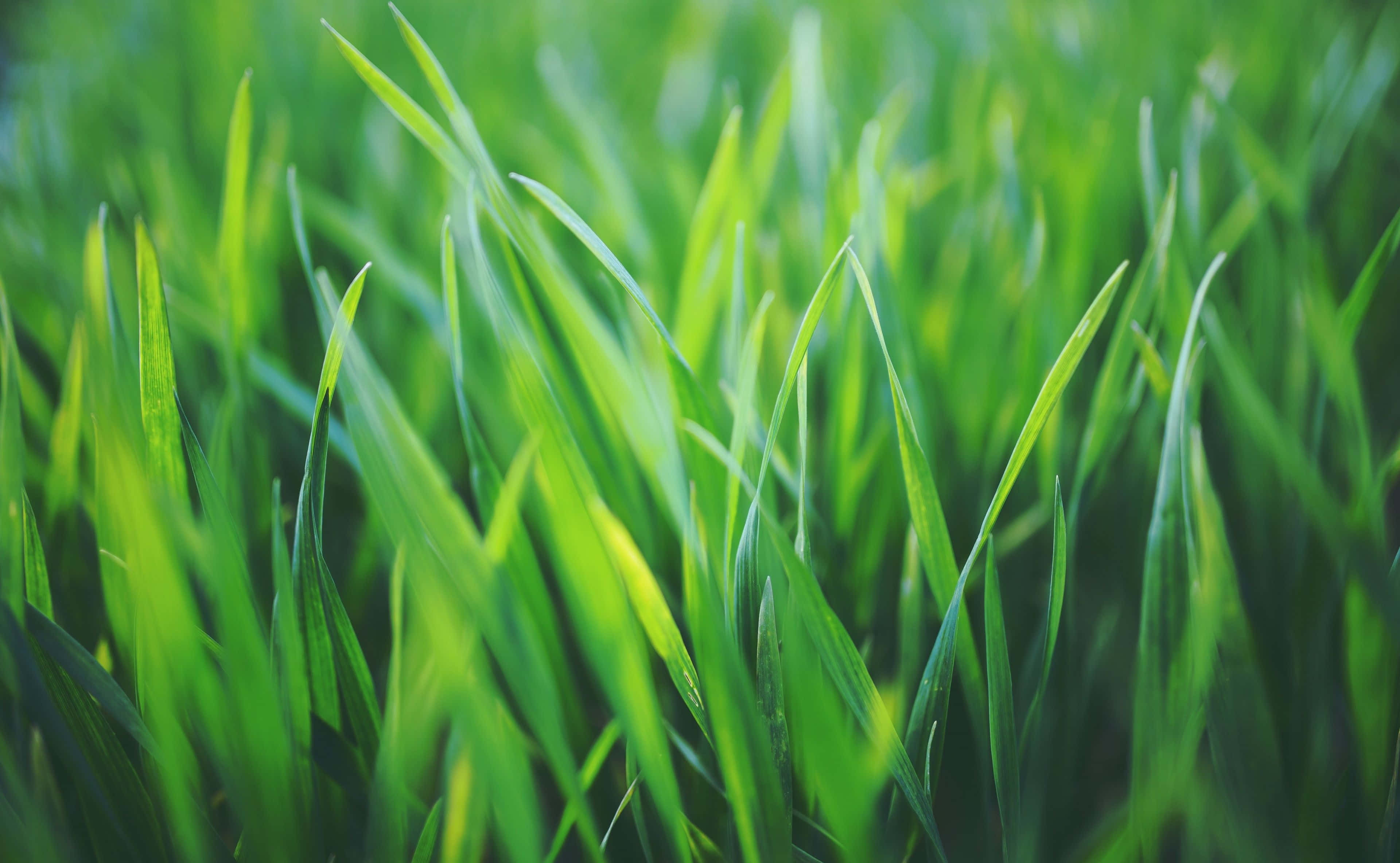 Spring Grass, vibrant green grass, soft light, 4K Desktop Wallpaper
