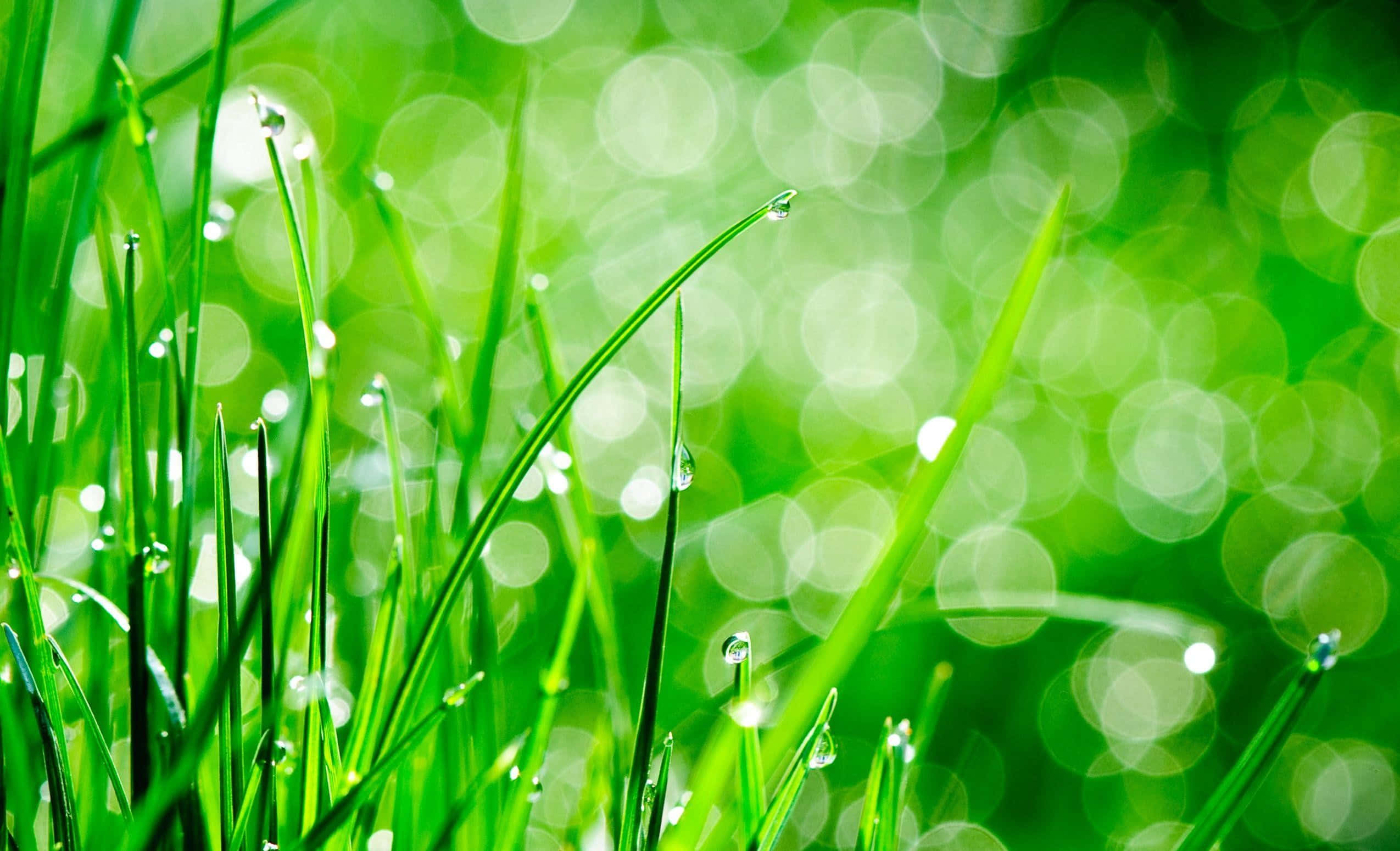 spring grass, vibrant green grass, dew drops, Full HD Desktop Wallpaper