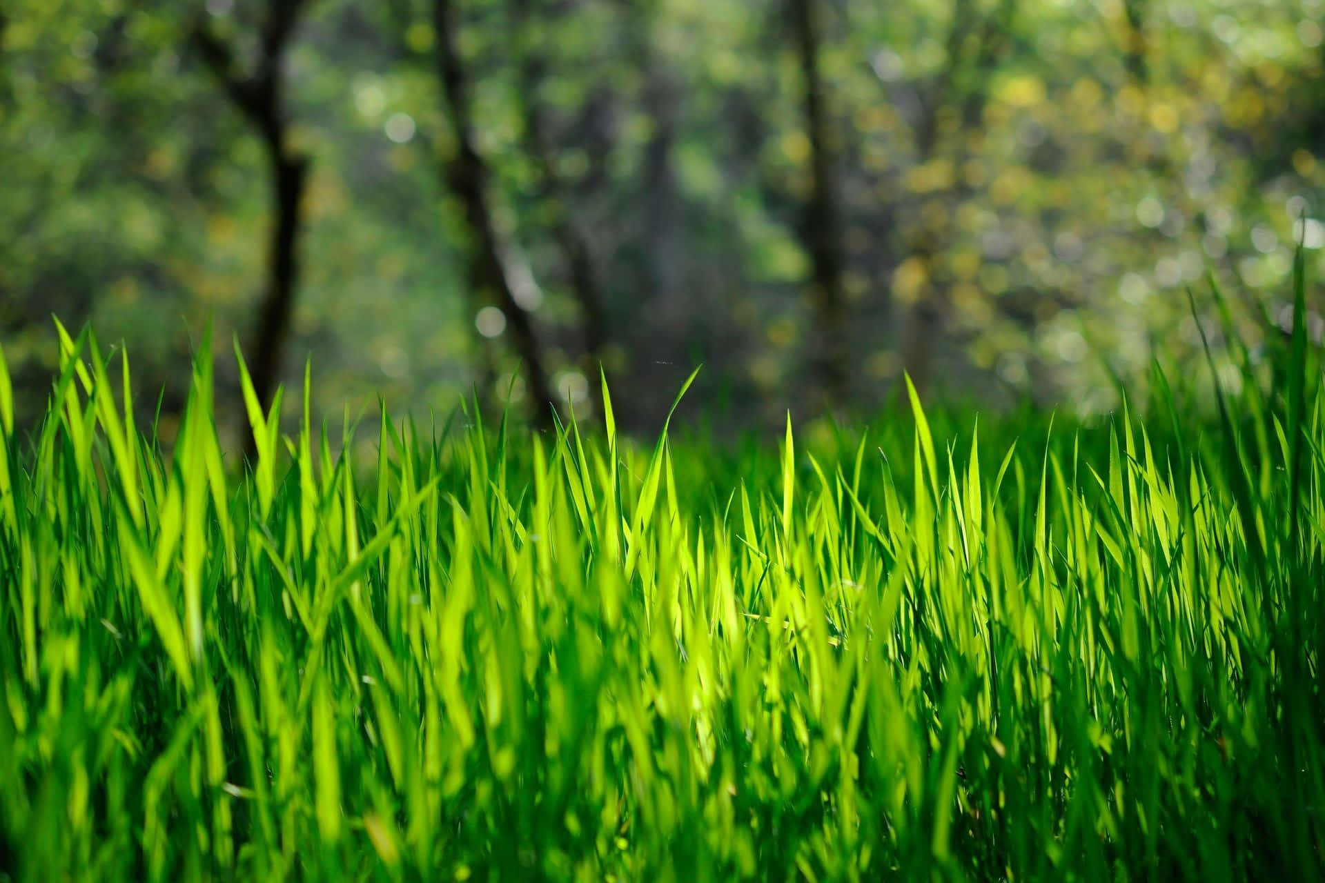 Spring Grass, vibrant green grass, dappled sunlight, Full HD Desktop Wallpaper
