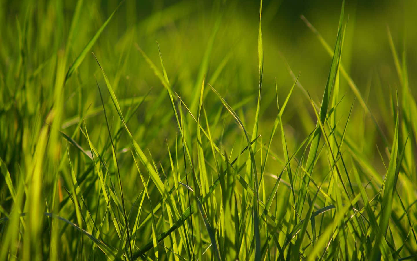 Spring Grass, 1440 x 900, sunlight, HD Desktop Wallpaper
