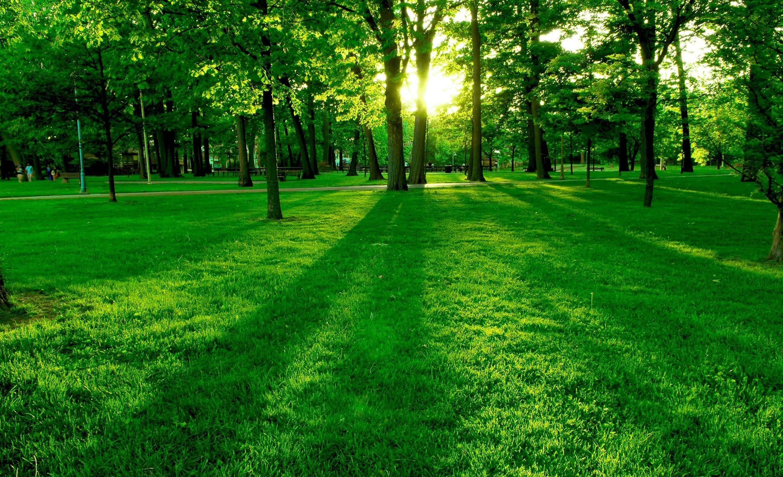 Spring Grass, tall trees, vibrant green grass, 2K Desktop Wallpaper
