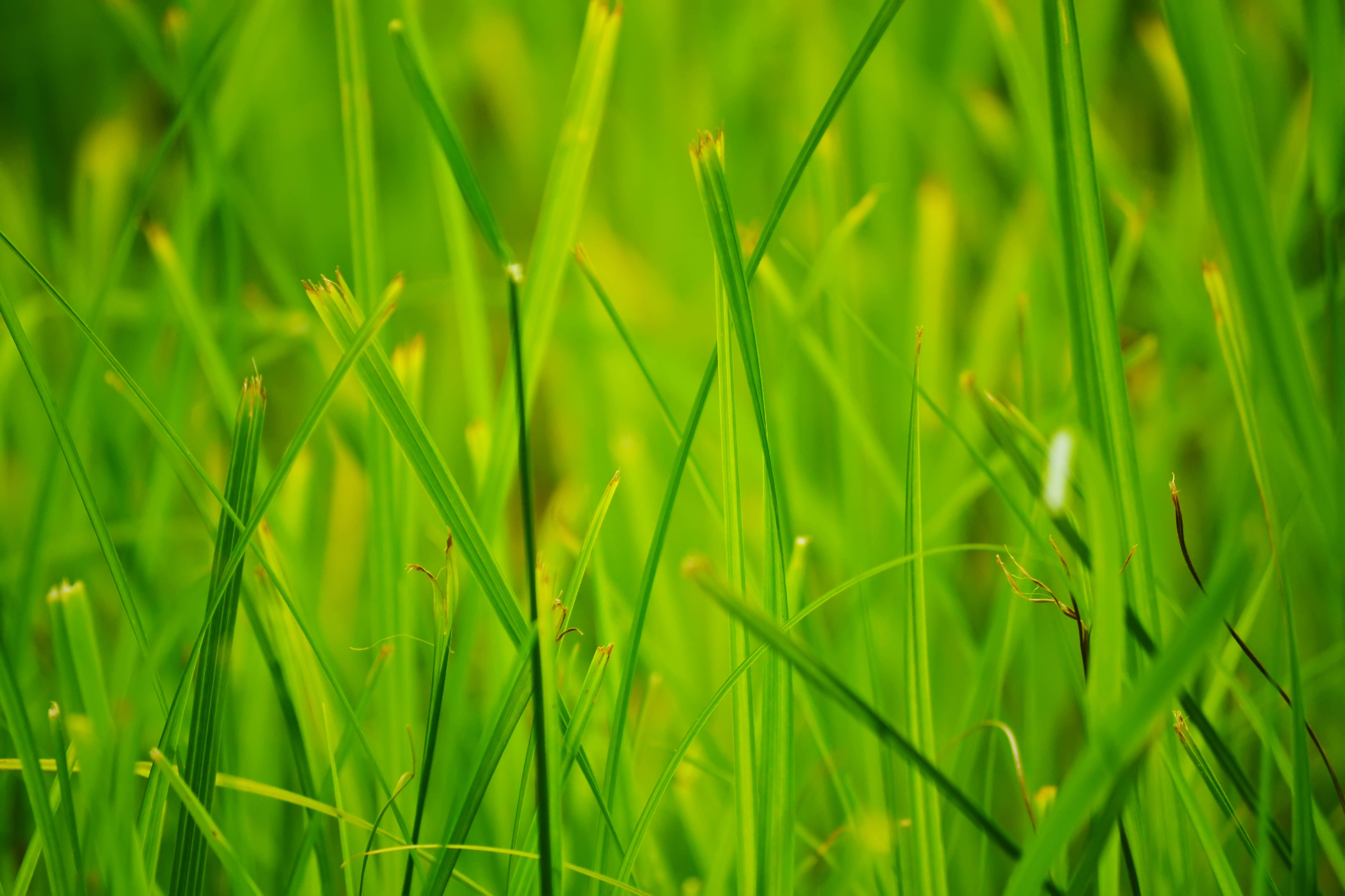 green summer grass, vibrant green grass, soft sunlight, 4K Desktop Wallpaper