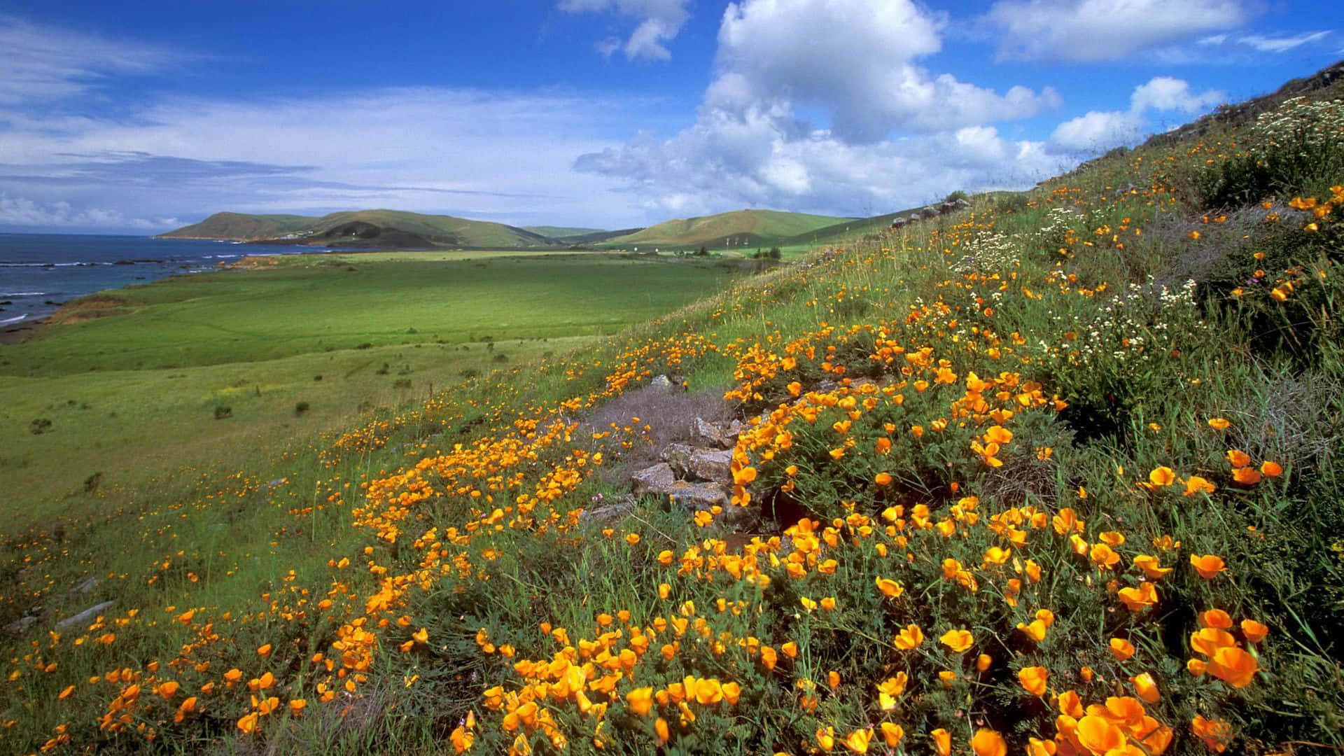 spring meadow, vibrant orange poppies, sunlit hillside, Full HD Desktop Wallpaper