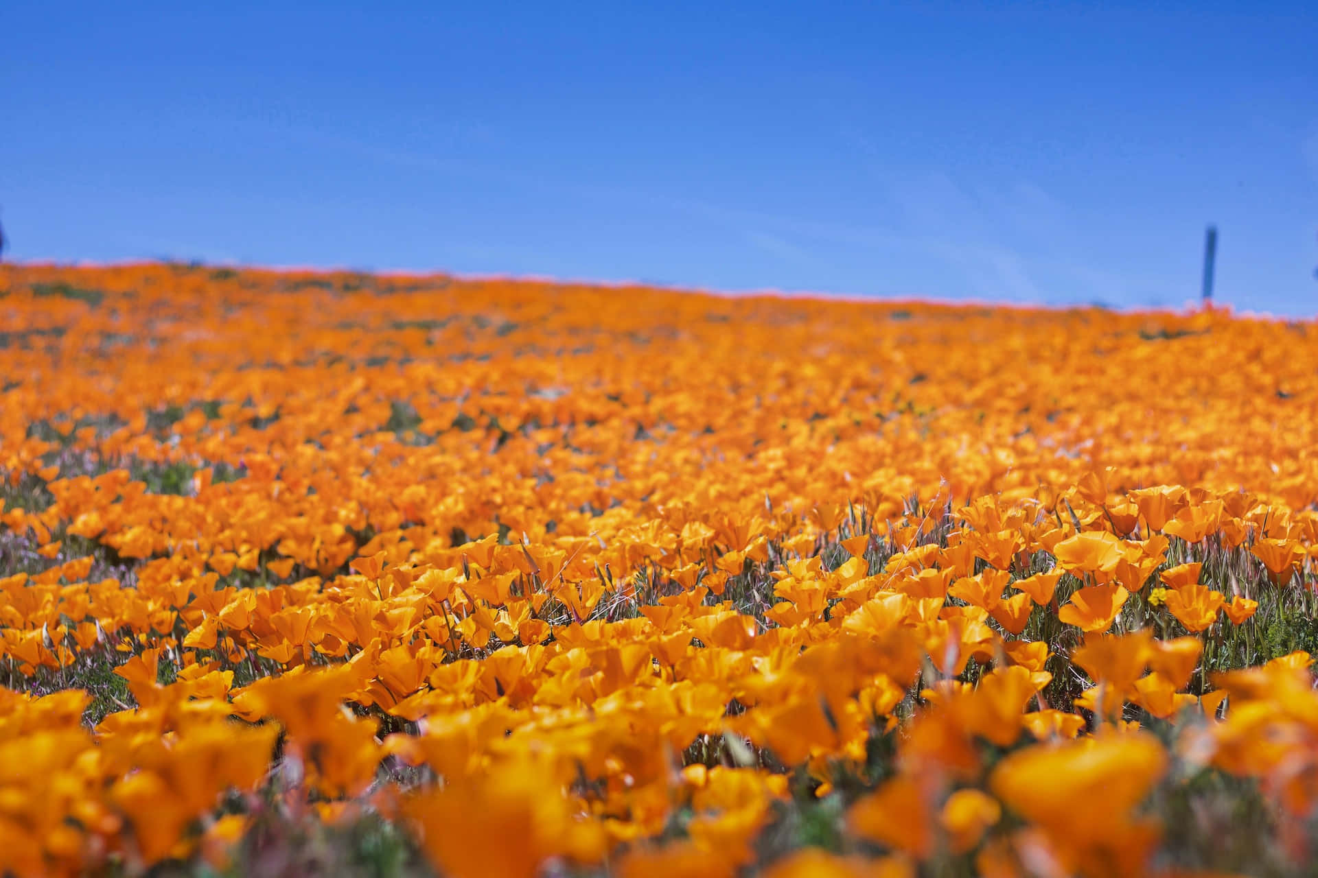 spring fields, 1920 x 1280, vibrant orange poppies, Full HD Desktop Wallpaper
