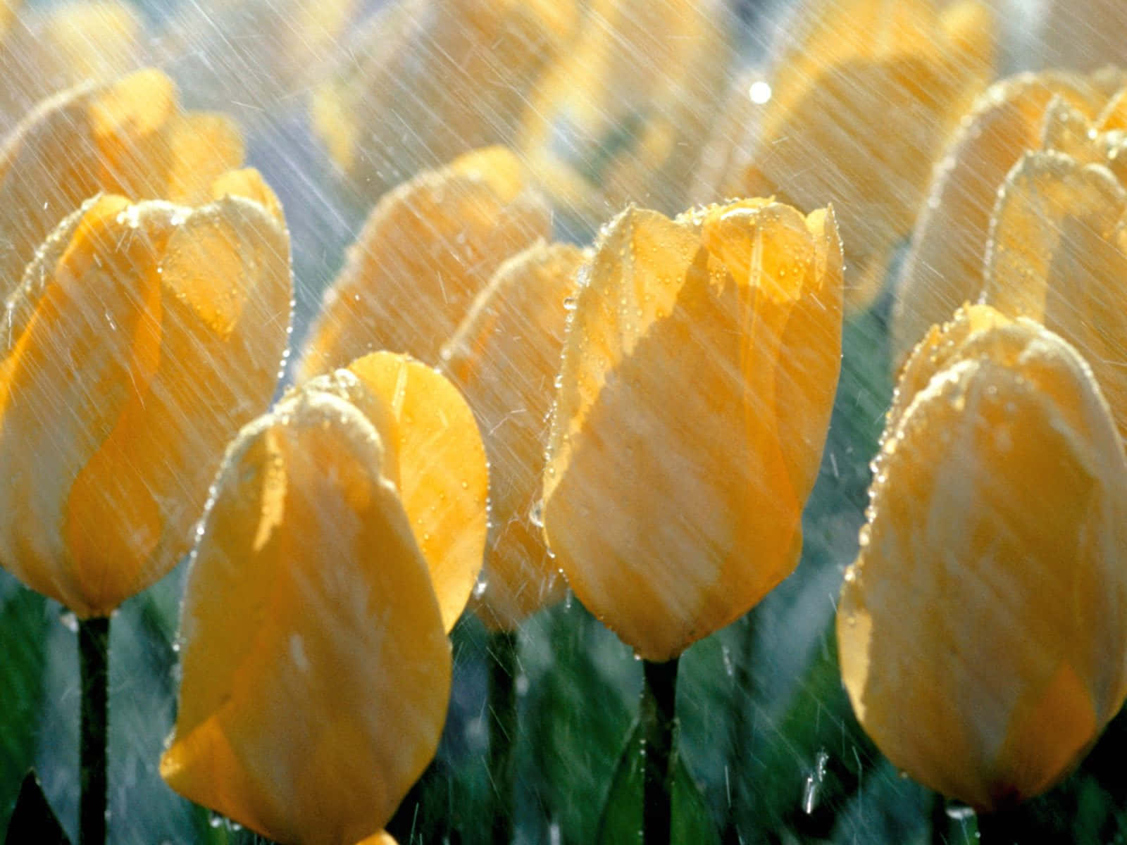 Spring Rain, meadow, golden tulips, HD Desktop Wallpaper
