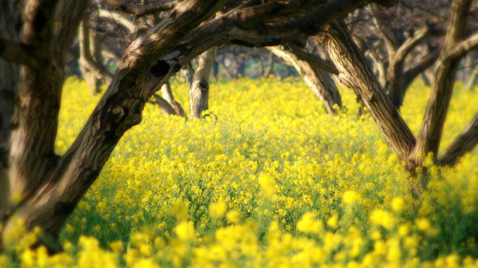 yellow grassland, sunlit field, vibrant yellow flowers, Full HD Desktop Wallpaper