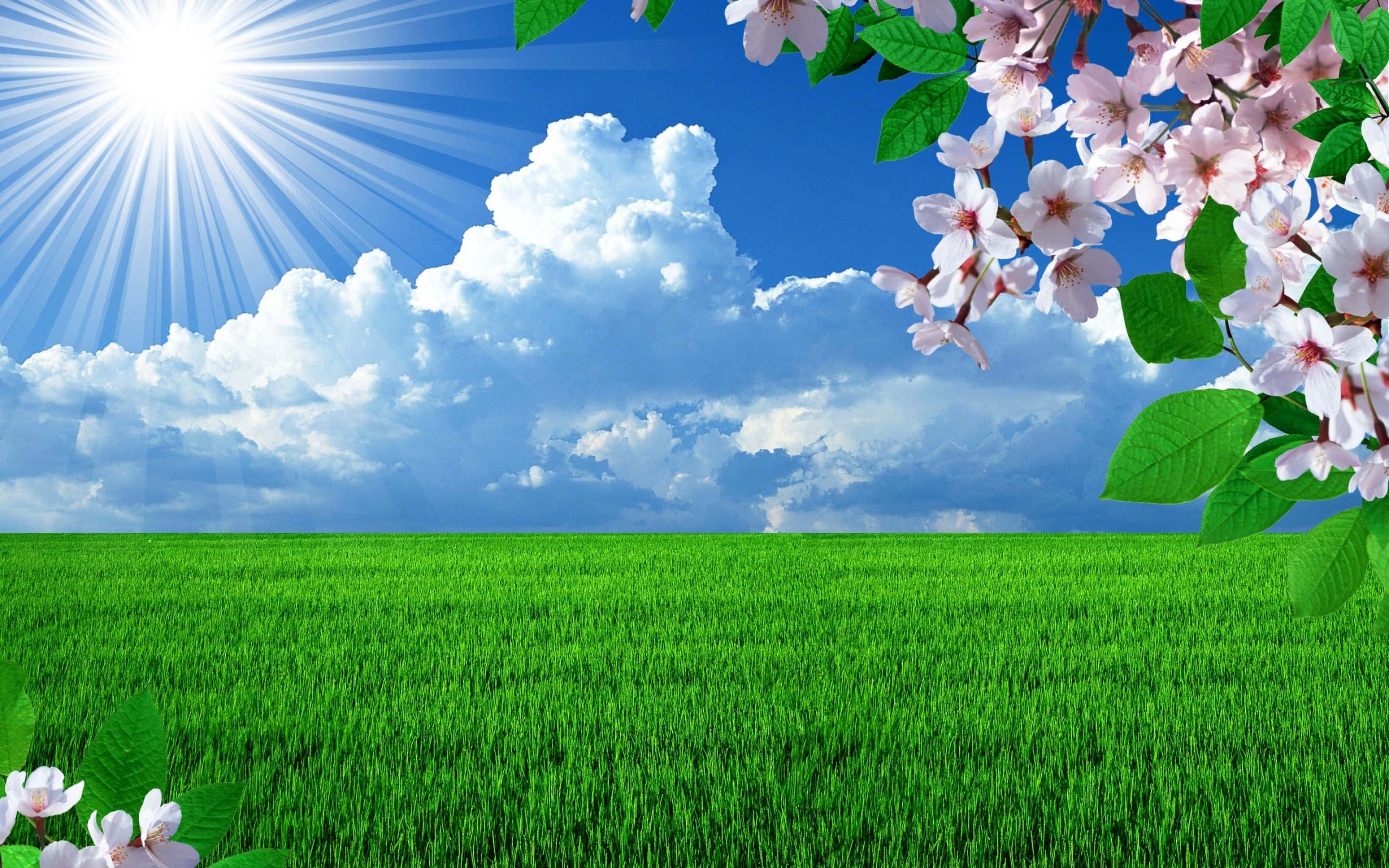 Spring Grass, 2880 x 1800, bright blue sky, 2K Desktop Wallpaper