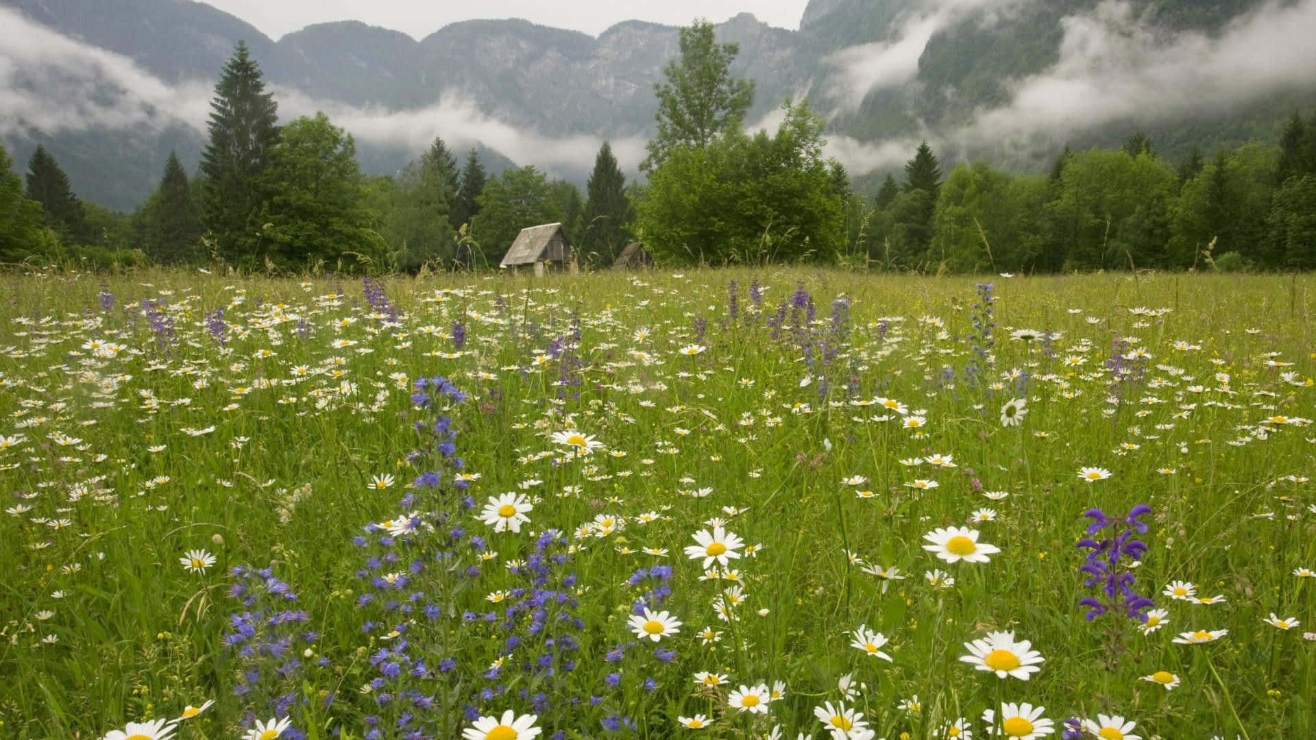 spring meadow, white daisies, purple wildflowers, Full HD Desktop Wallpaper