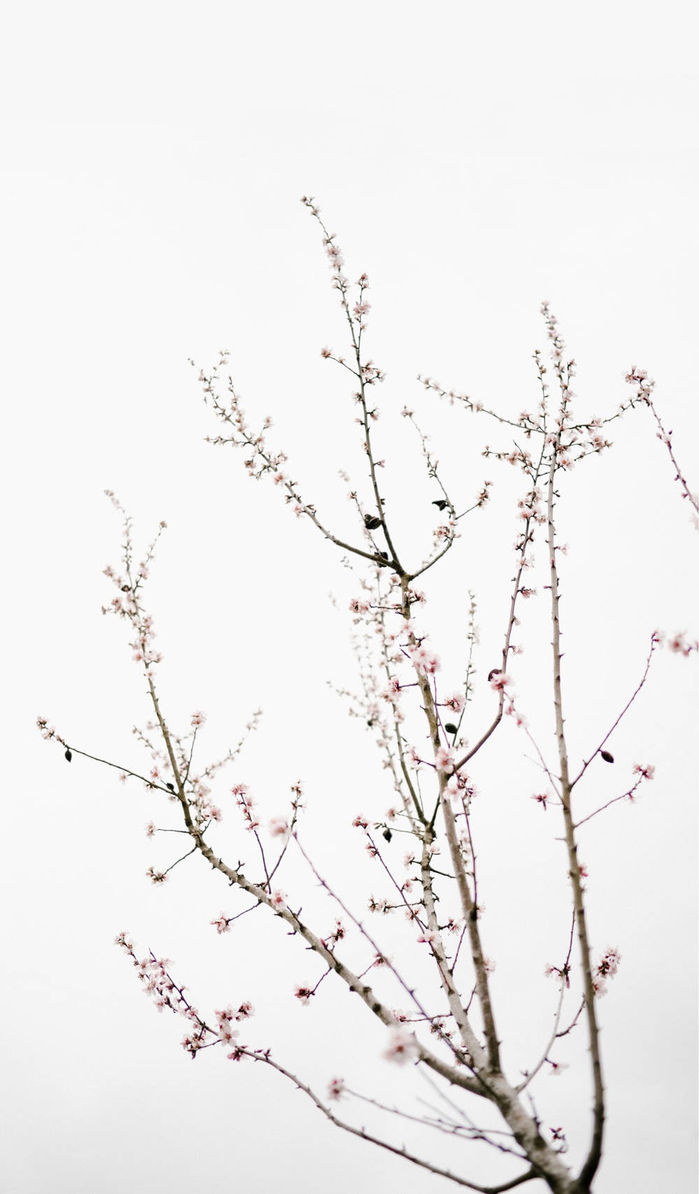 spring grass, cherry blossoms, bare branches, HD Phone Wallpaper