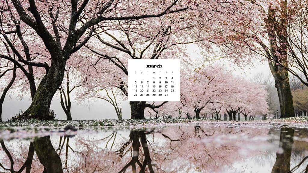 March calendar, serene pond, pink cherry blossoms, SD Desktop Wallpaper