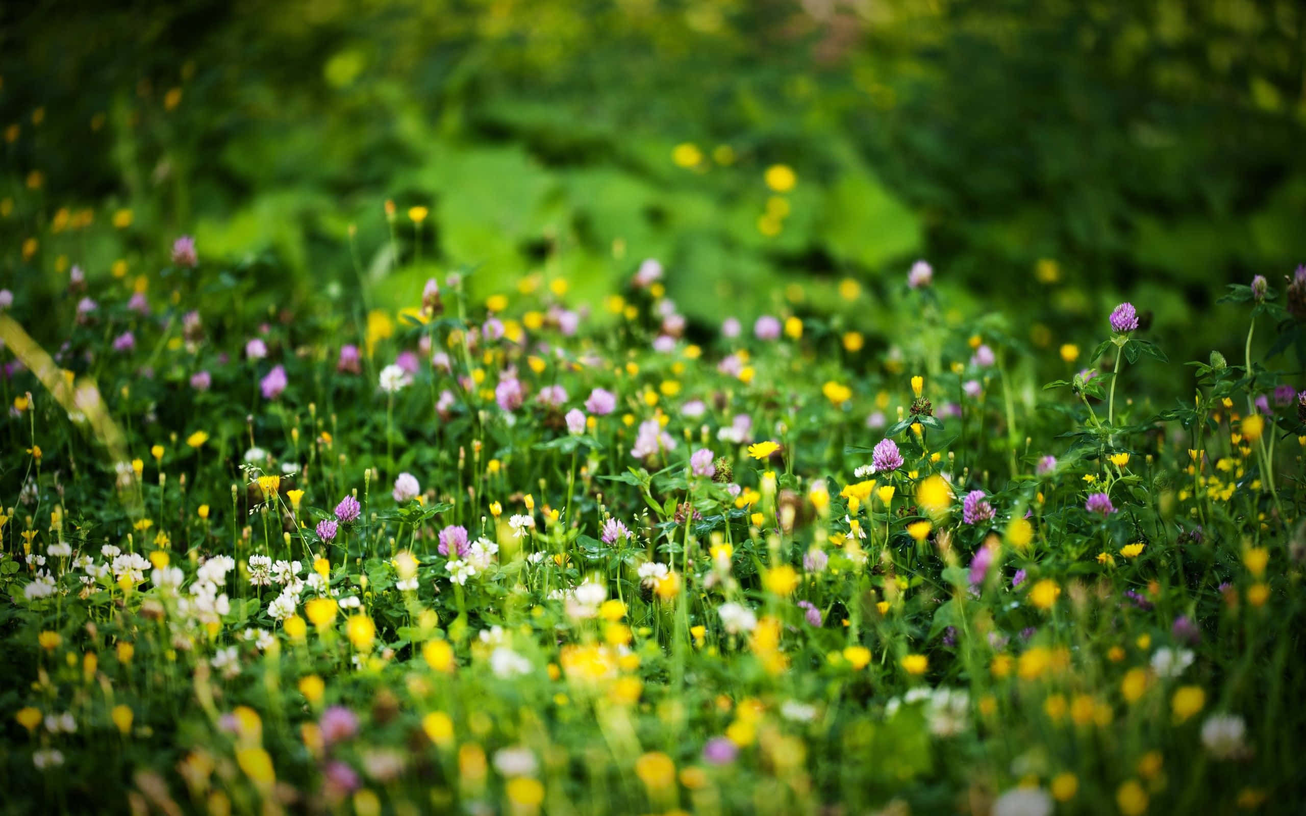spring grass, yellow dandelions, pink white clover, 2K Desktop Wallpaper