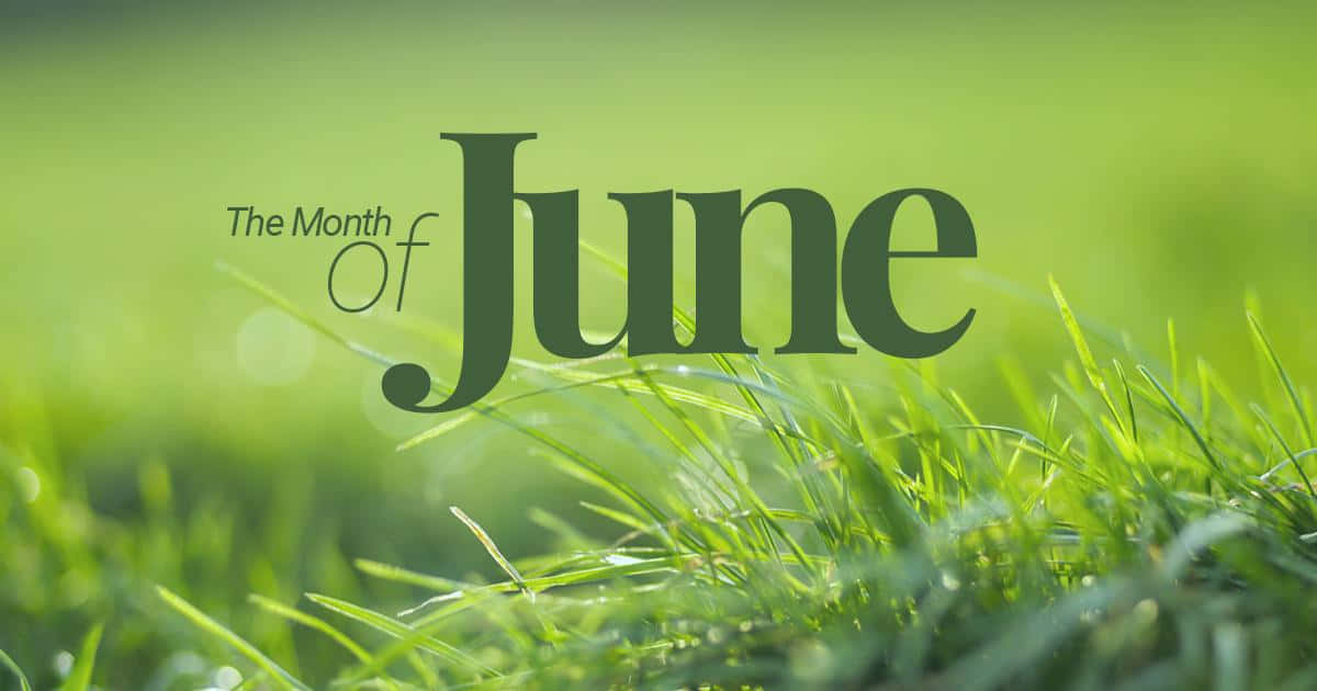 June Month, vibrant green grass, sunlit field, SD Desktop Wallpaper