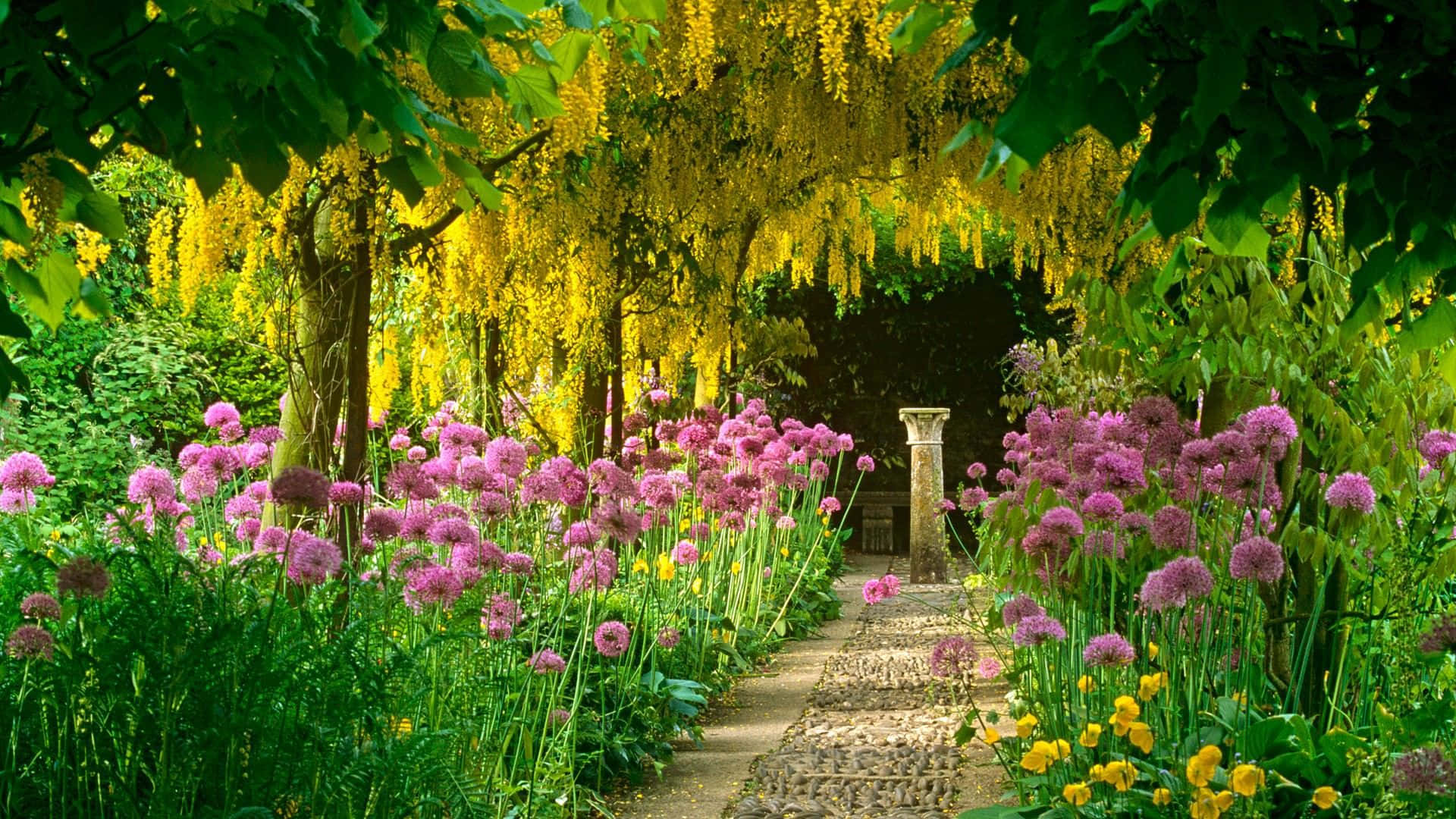 spring garden, pink alliums, golden wisteria, Full HD Desktop Wallpaper