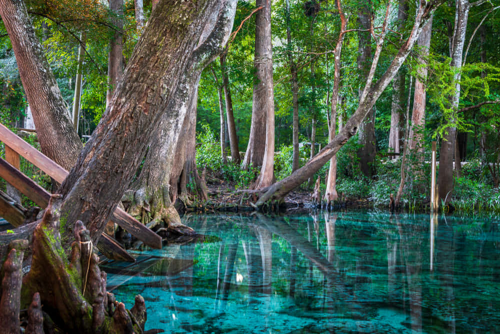 Spring Grass, lush green forest canopy, crystal clear turquoise water, SD Desktop Wallpaper