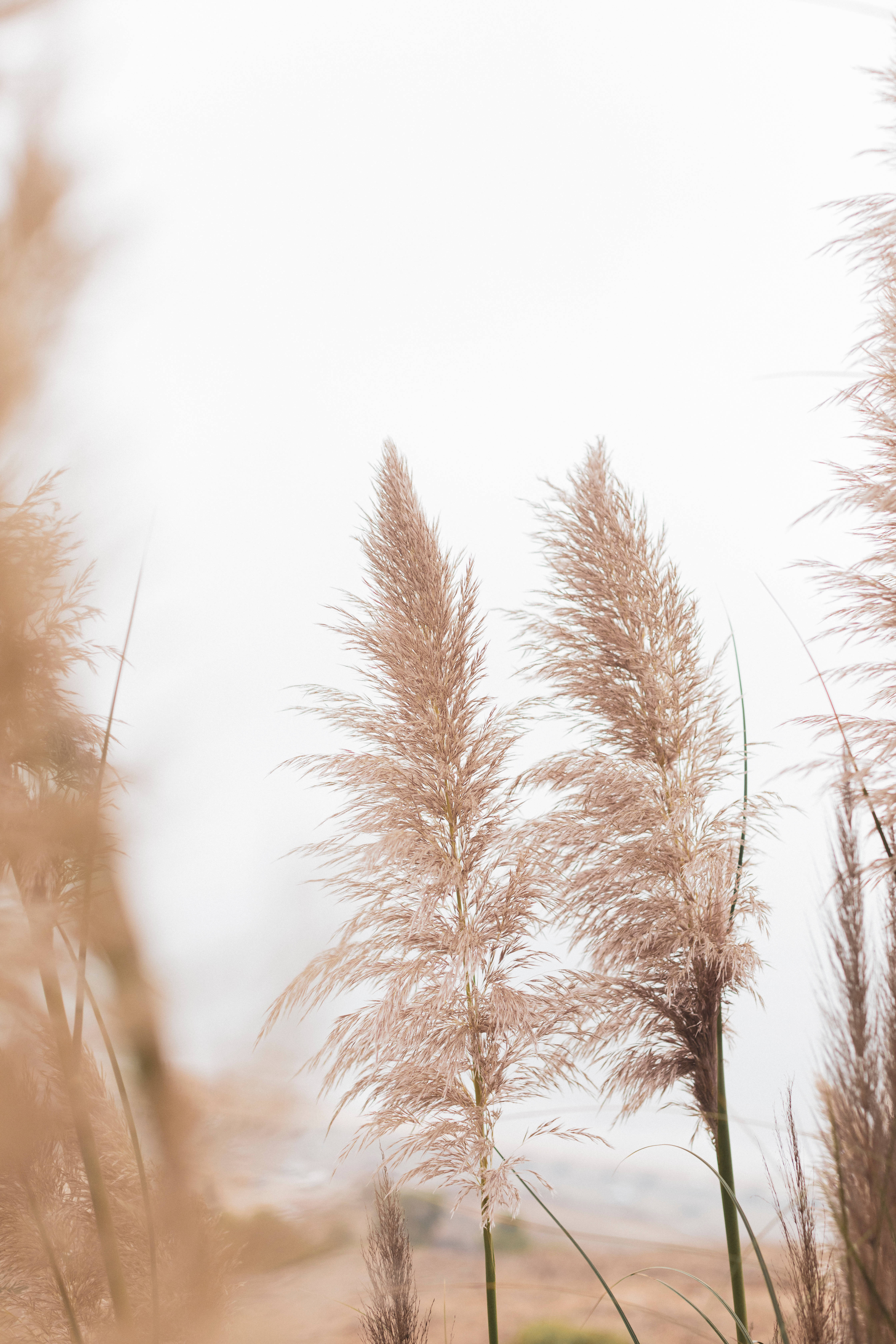 aesthetic beige grasses, soft golden pampas grass, hazy pale sky, 5K Phone Wallpaper