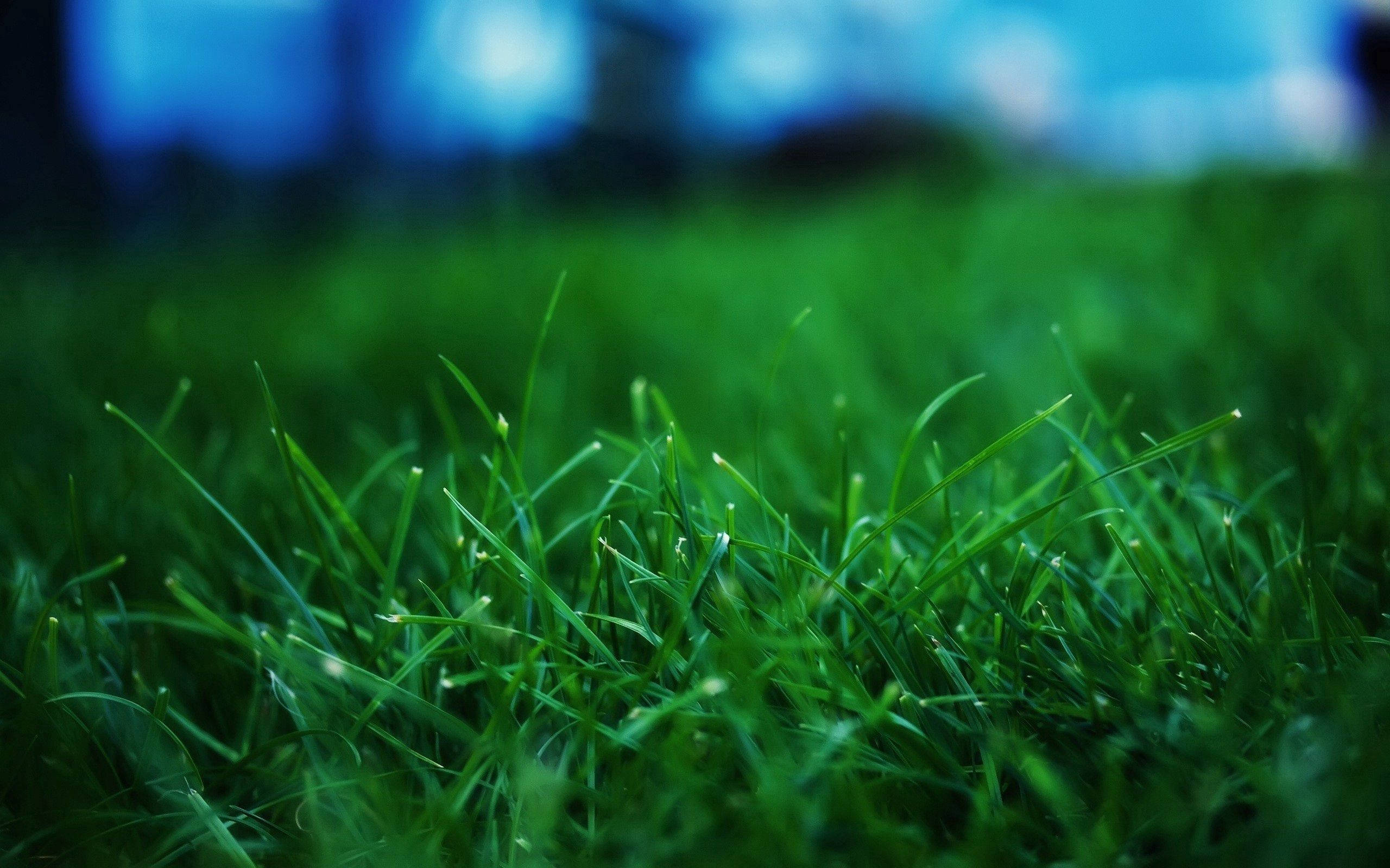 green summer lawn, vibrant green grass, soft light, 2K Desktop Wallpaper