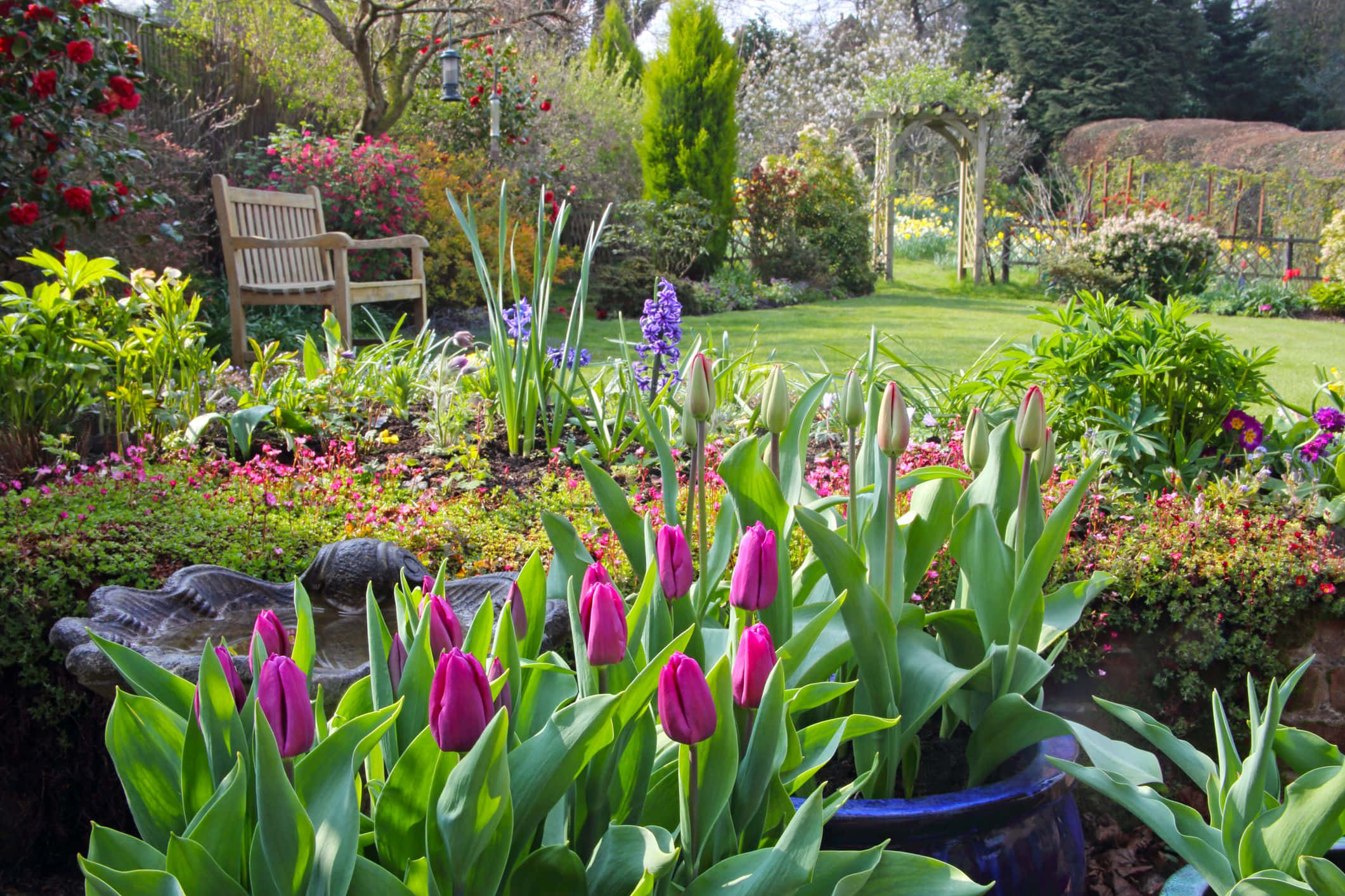 Lush Spring Garden, vibrant purple tulips, sunlit garden, Full HD Desktop Wallpaper