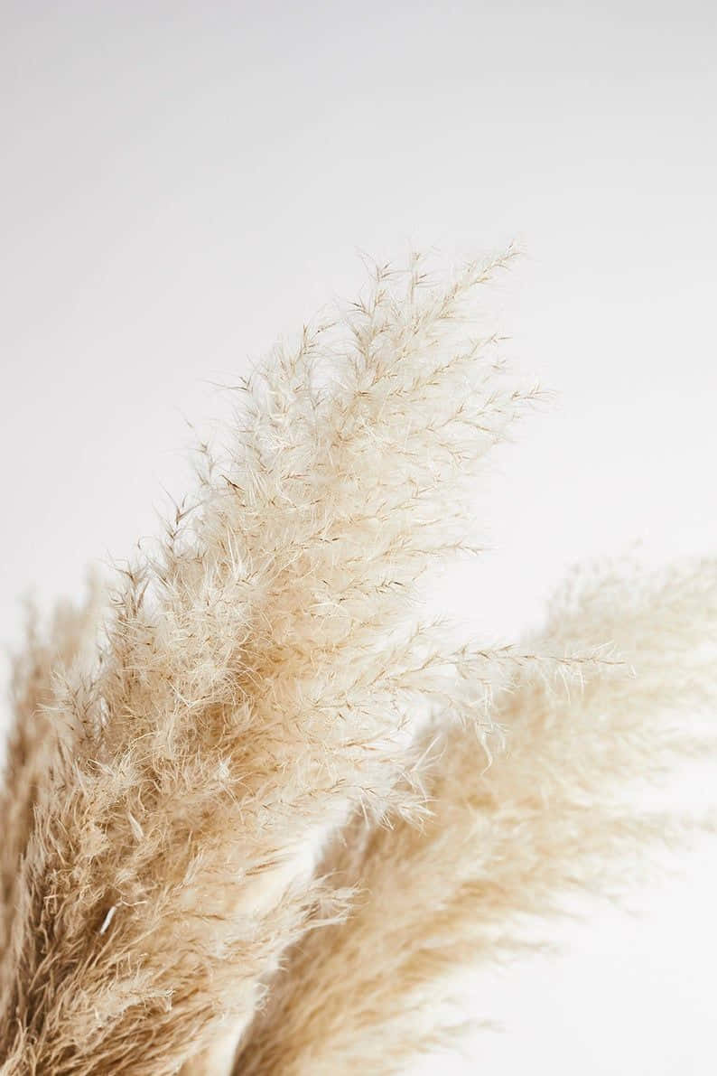pampas grass, beige, white, SD Phone Wallpaper